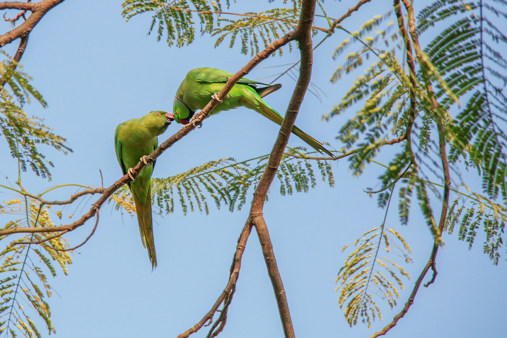 Canon EOS 400D (EOS Digital Rebel XTi / EOS Kiss Digital X) sample photo. Parrots in love photography