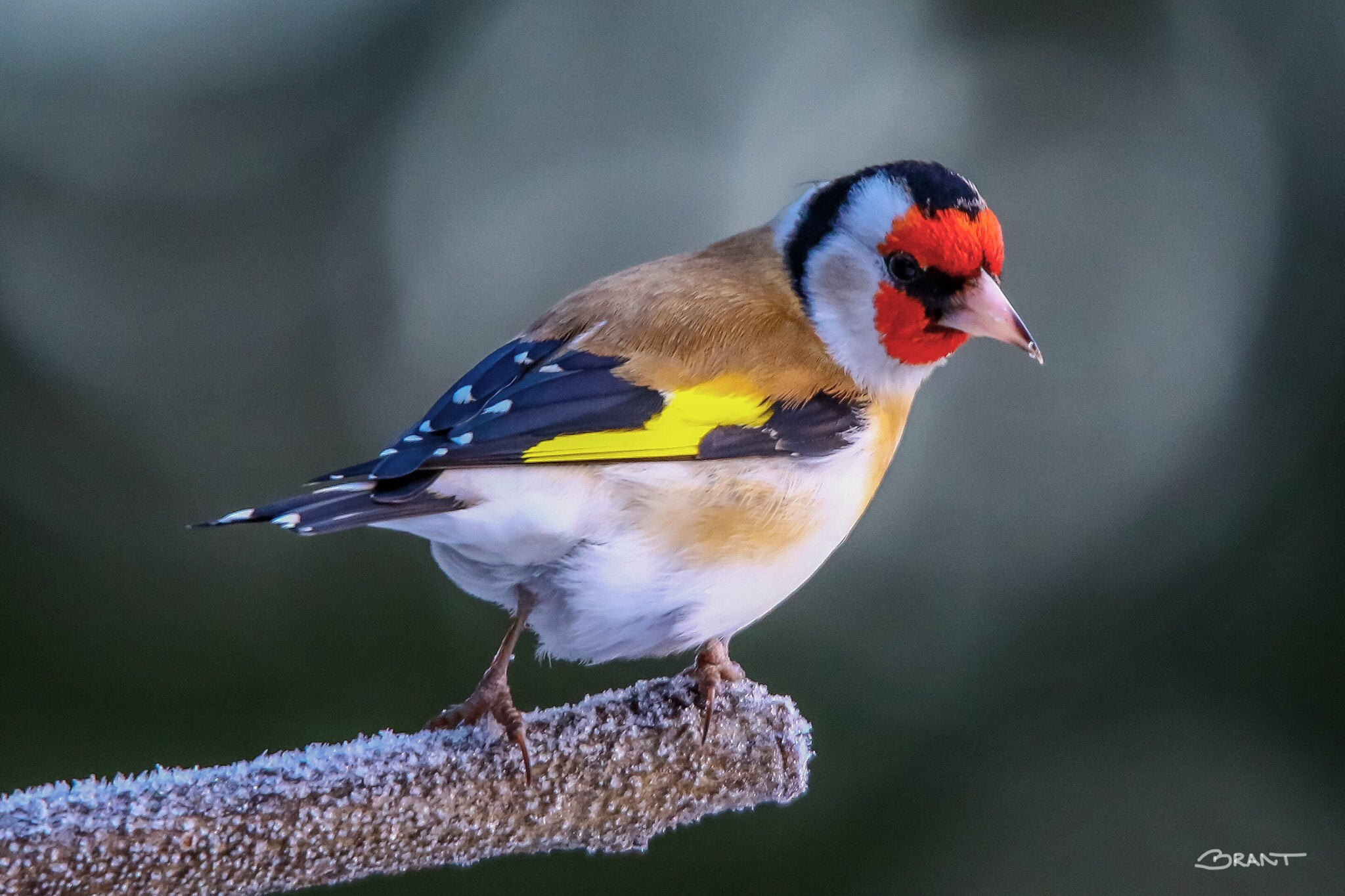 Canon 150-600mm F5-6.3 DG OS HSM | Sports 014 sample photo. Goldfinch photography