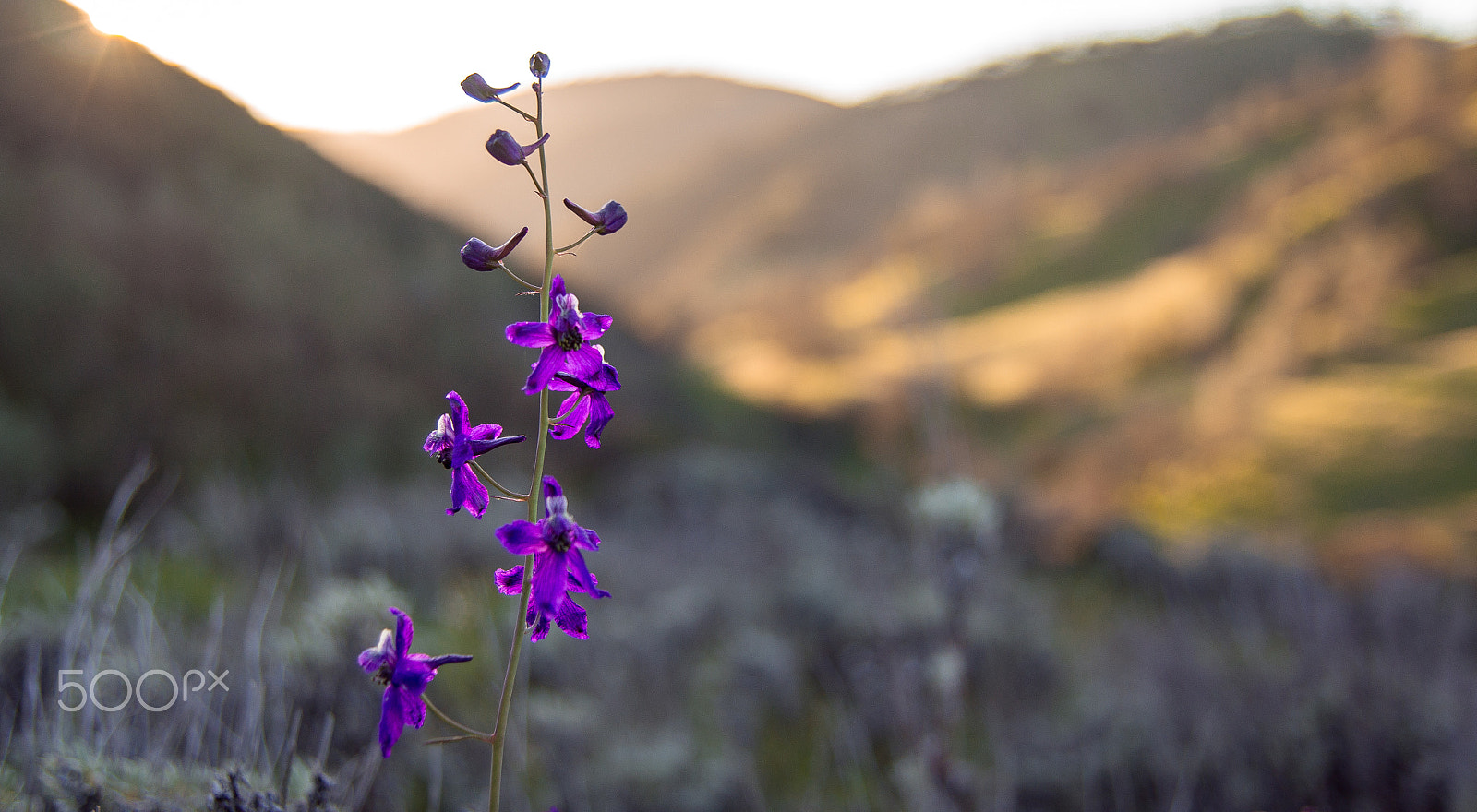 Sony SLT-A55 (SLT-A55V) sample photo. Henry coe sp wildflowers photography
