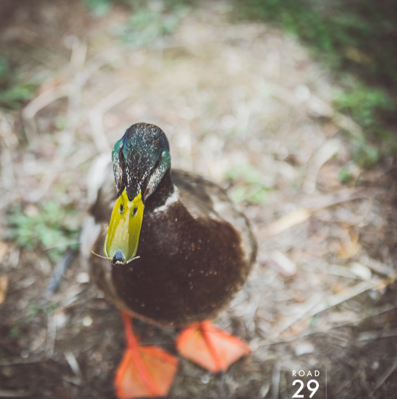 Sigma 70-200mm F2.8 EX DG OS HSM sample photo. Quack photography
