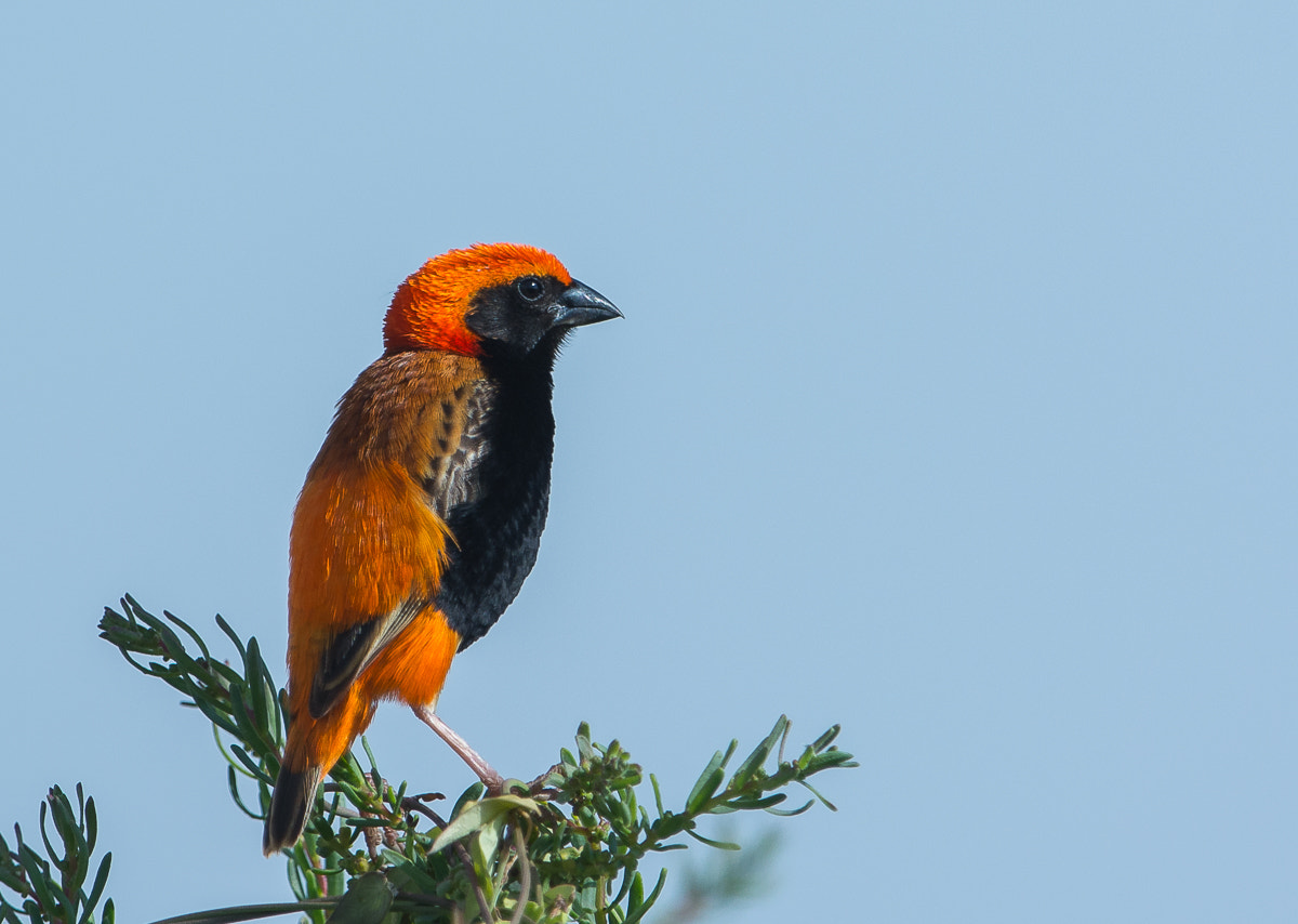 Nikon AF-S Nikkor 600mm F4G ED VR sample photo. Zanzibar red bishop photography