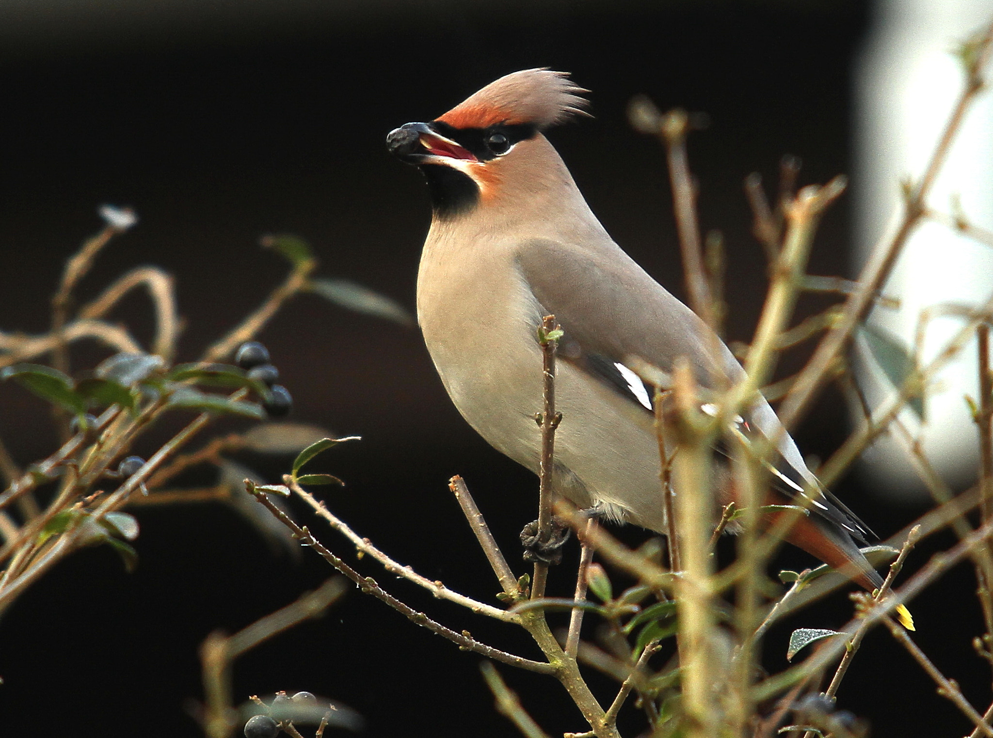 Canon EOS 7D + Canon EF 70-200mm F2.8L USM sample photo. Berry bird photography