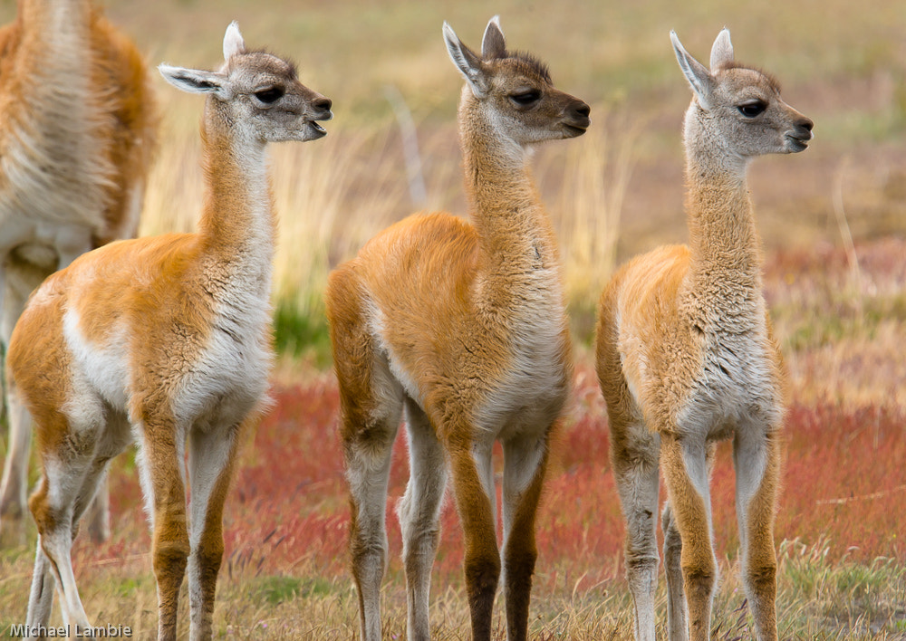 Canon EF 400mm F2.8L IS USM sample photo. The three amigos photography