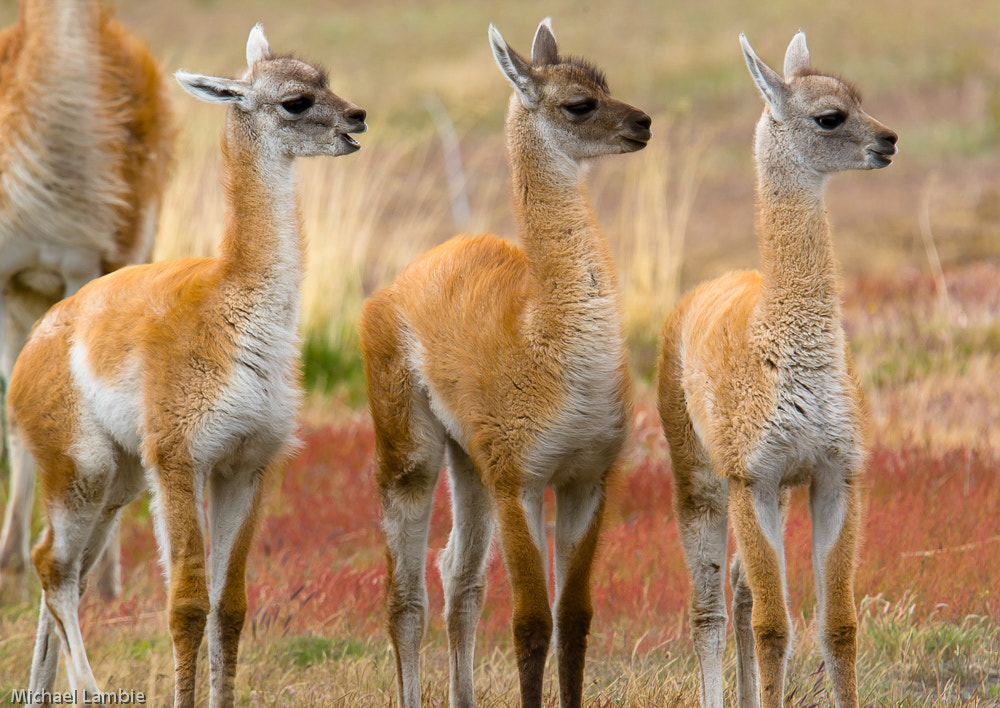 Canon EOS-1D Mark III + Canon EF 400mm F2.8L IS USM sample photo. The three amigos photography