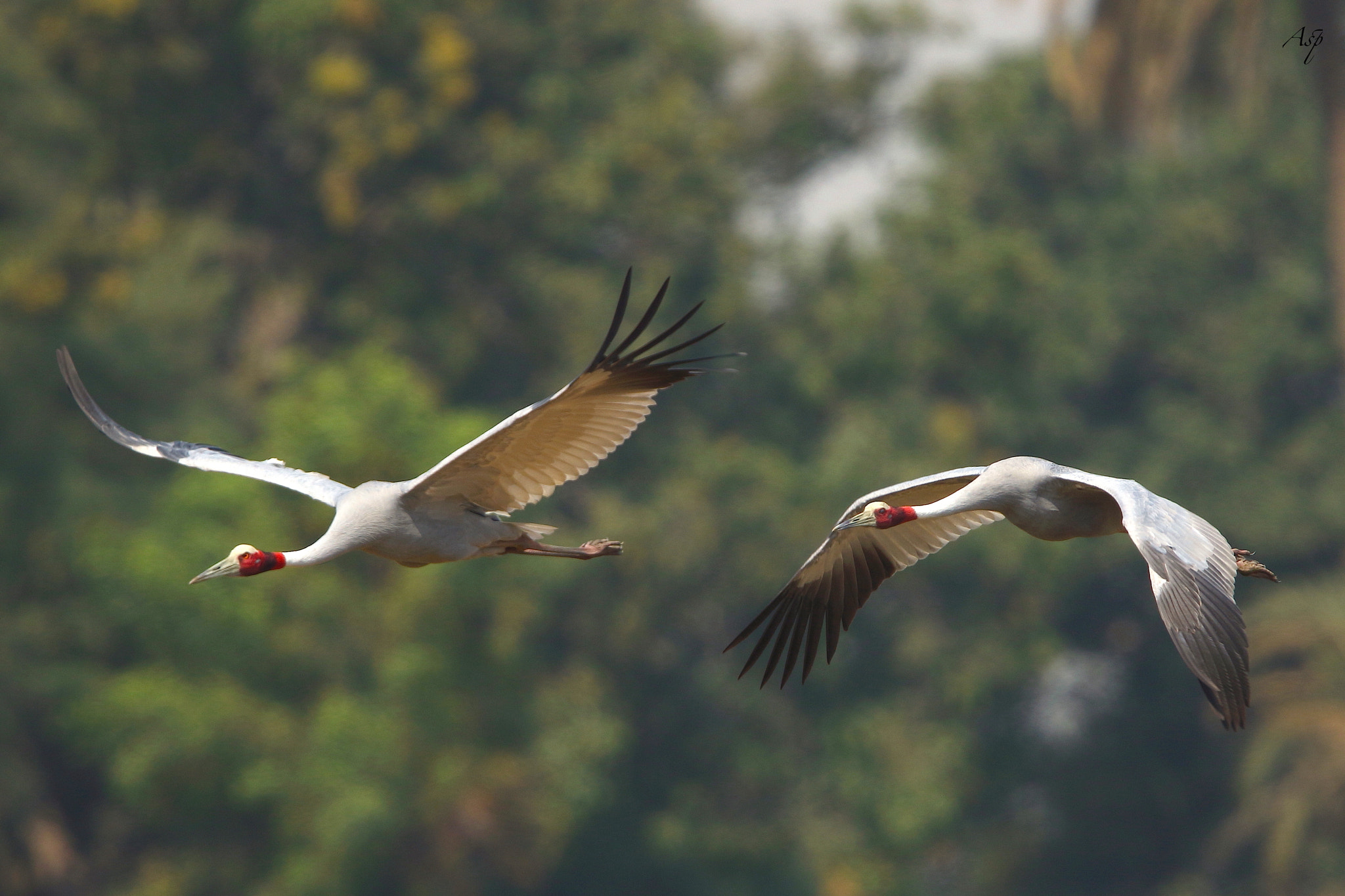 Canon EF 600mm F4L IS II USM sample photo. Sarus crane. photography