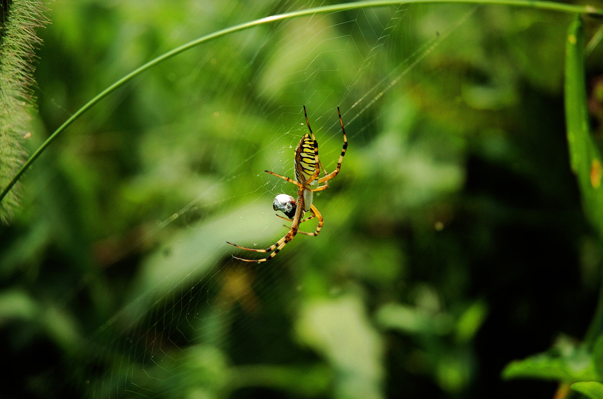 Nikon D2H sample photo. Assassin photography
