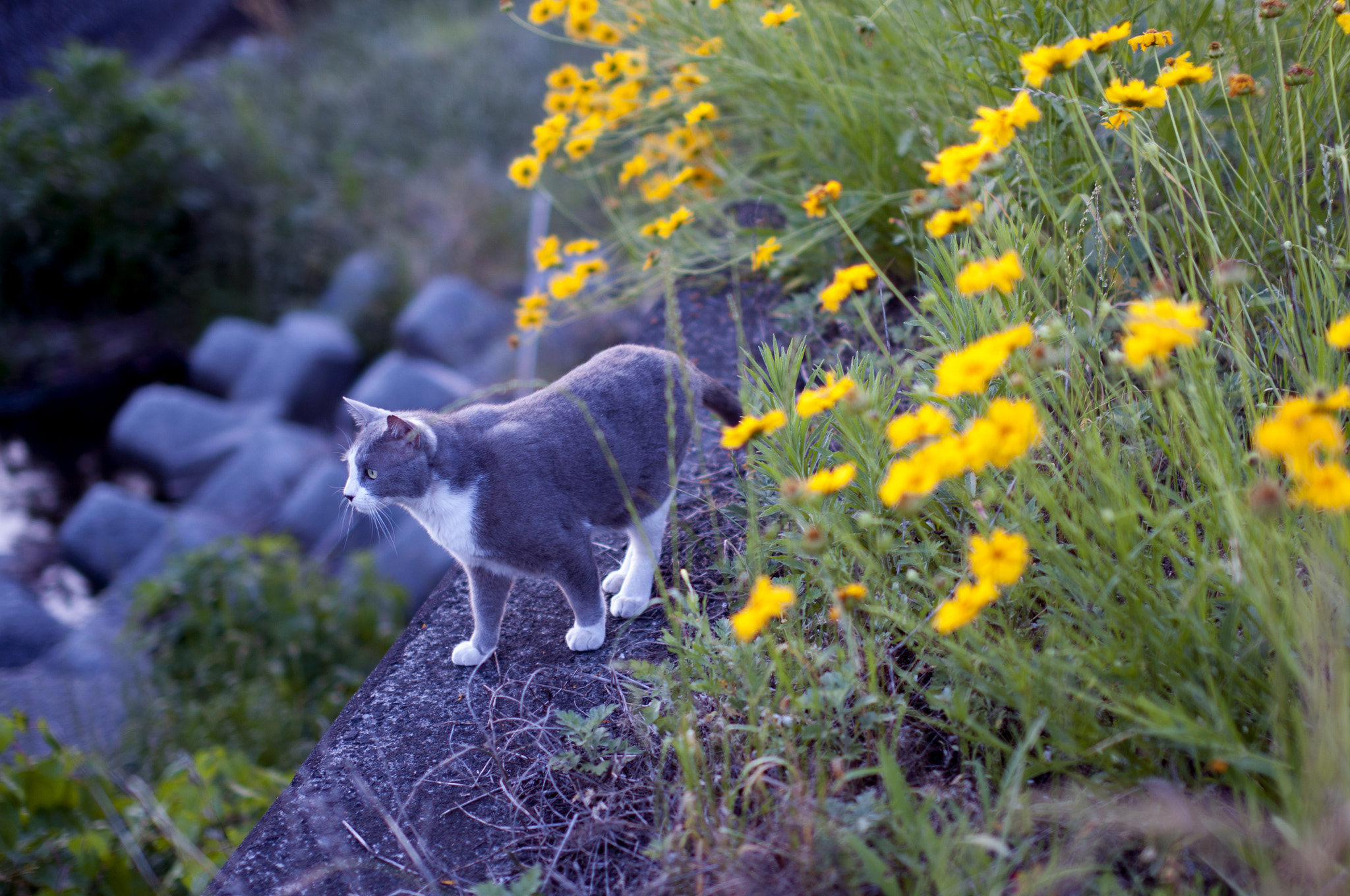 Nikon D300S + Sigma 50mm F1.4 EX DG HSM sample photo. My cat photography