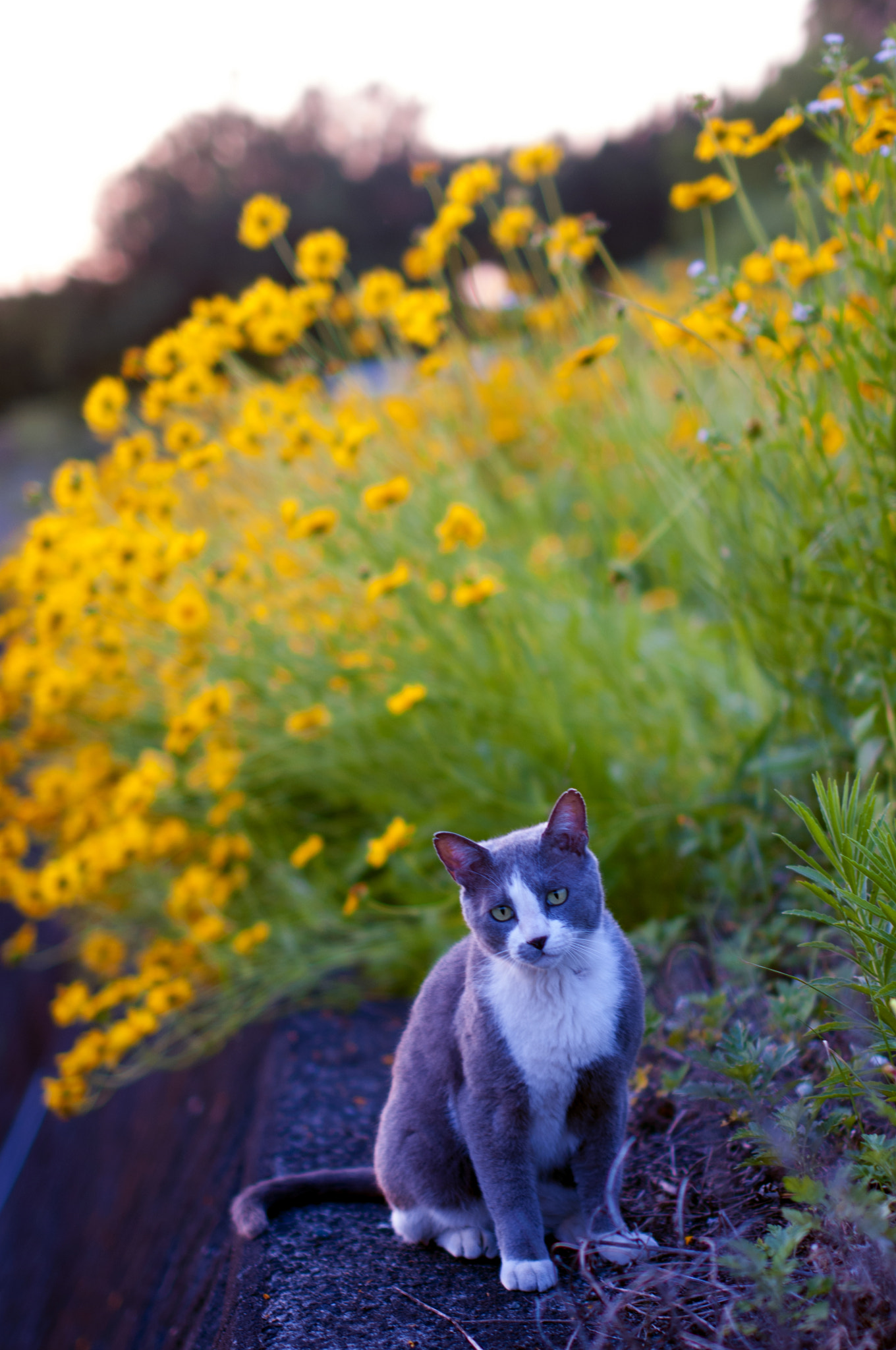 Sigma 50mm F1.4 EX DG HSM sample photo. My cat photography