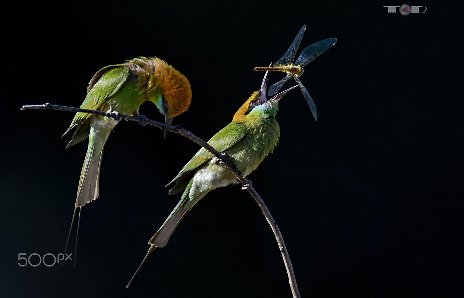 Nikon AF-S Nikkor 600mm F4D ED-IF II sample photo. ** photography