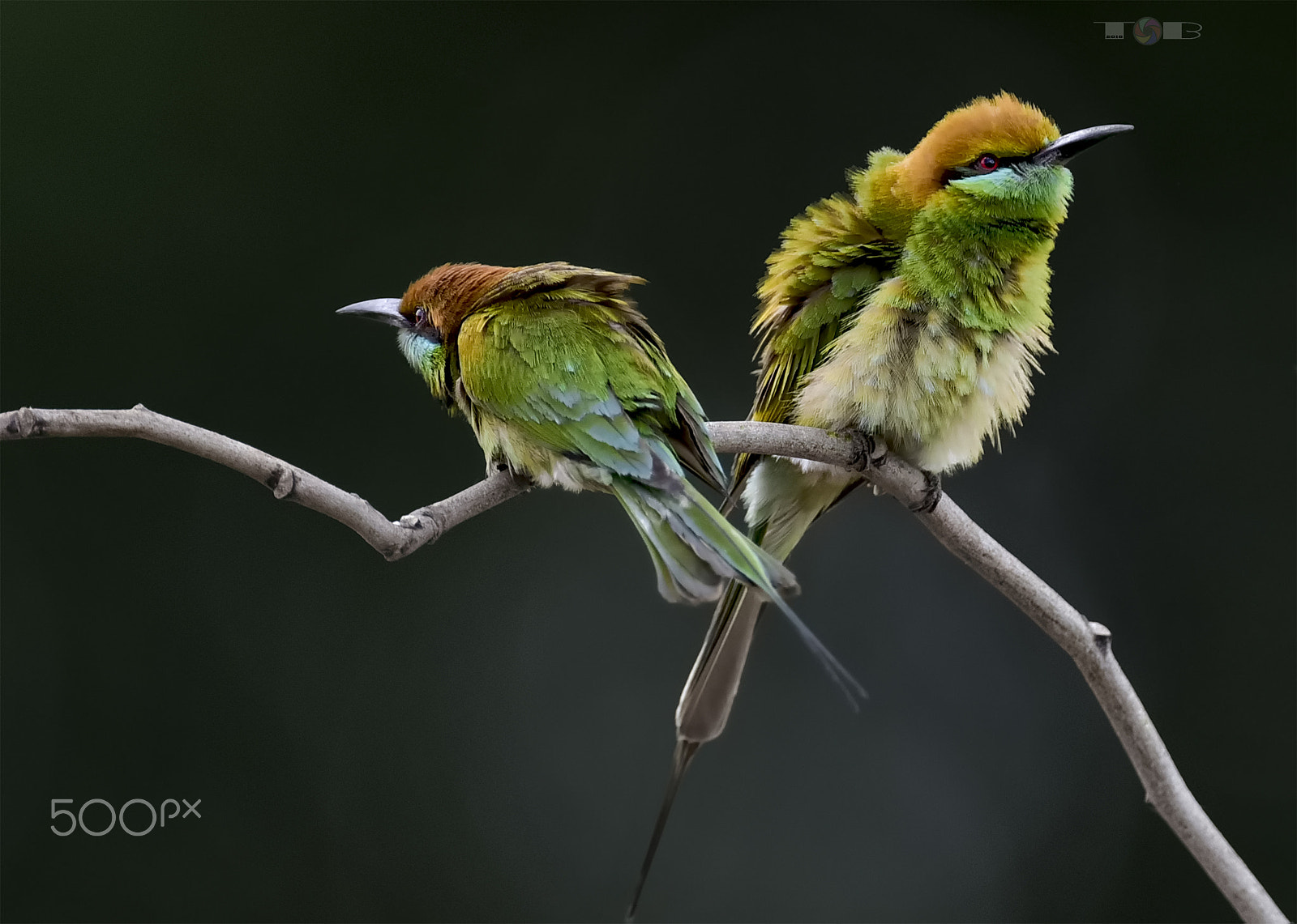Nikon AF-S Nikkor 600mm F4D ED-IF II sample photo. *** photography