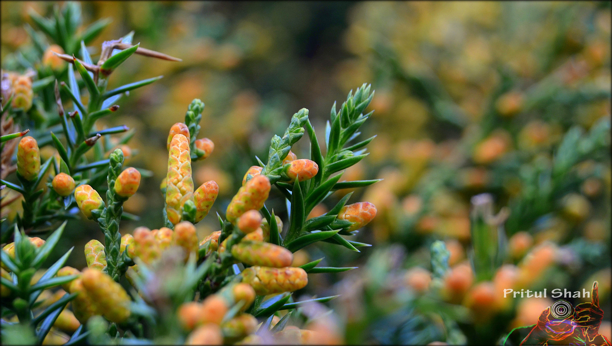 Nikon D5100 + Nikkor 45mm f/2.8 P sample photo. Green and yellow born leaves photography