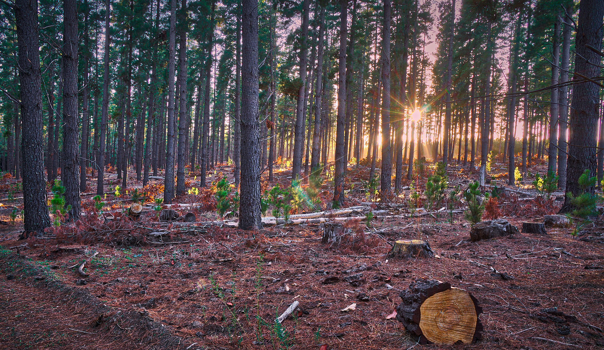Sony a6000 + Sony Vario-Tessar T* E 16-70mm F4 ZA OSS sample photo. Mount crawford photography