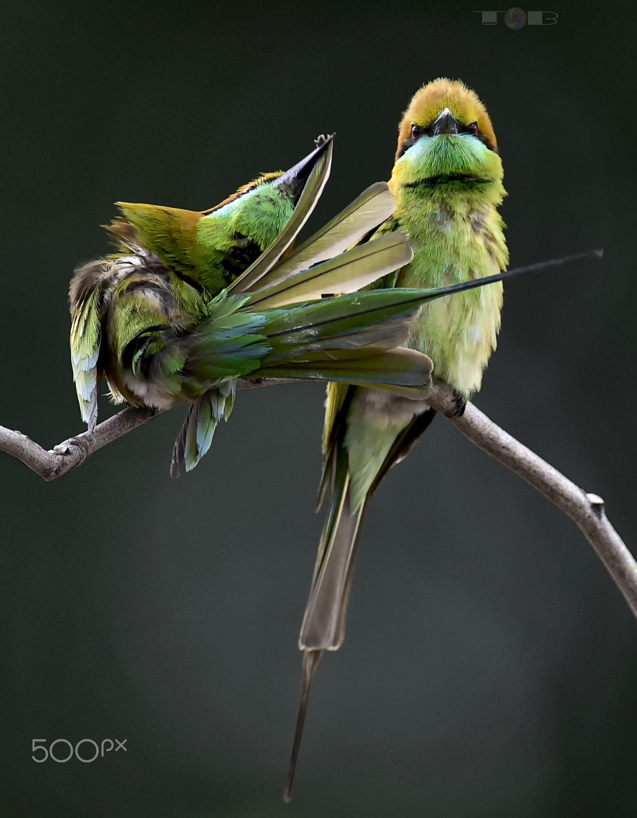Nikon AF-S Nikkor 600mm F4D ED-IF II sample photo