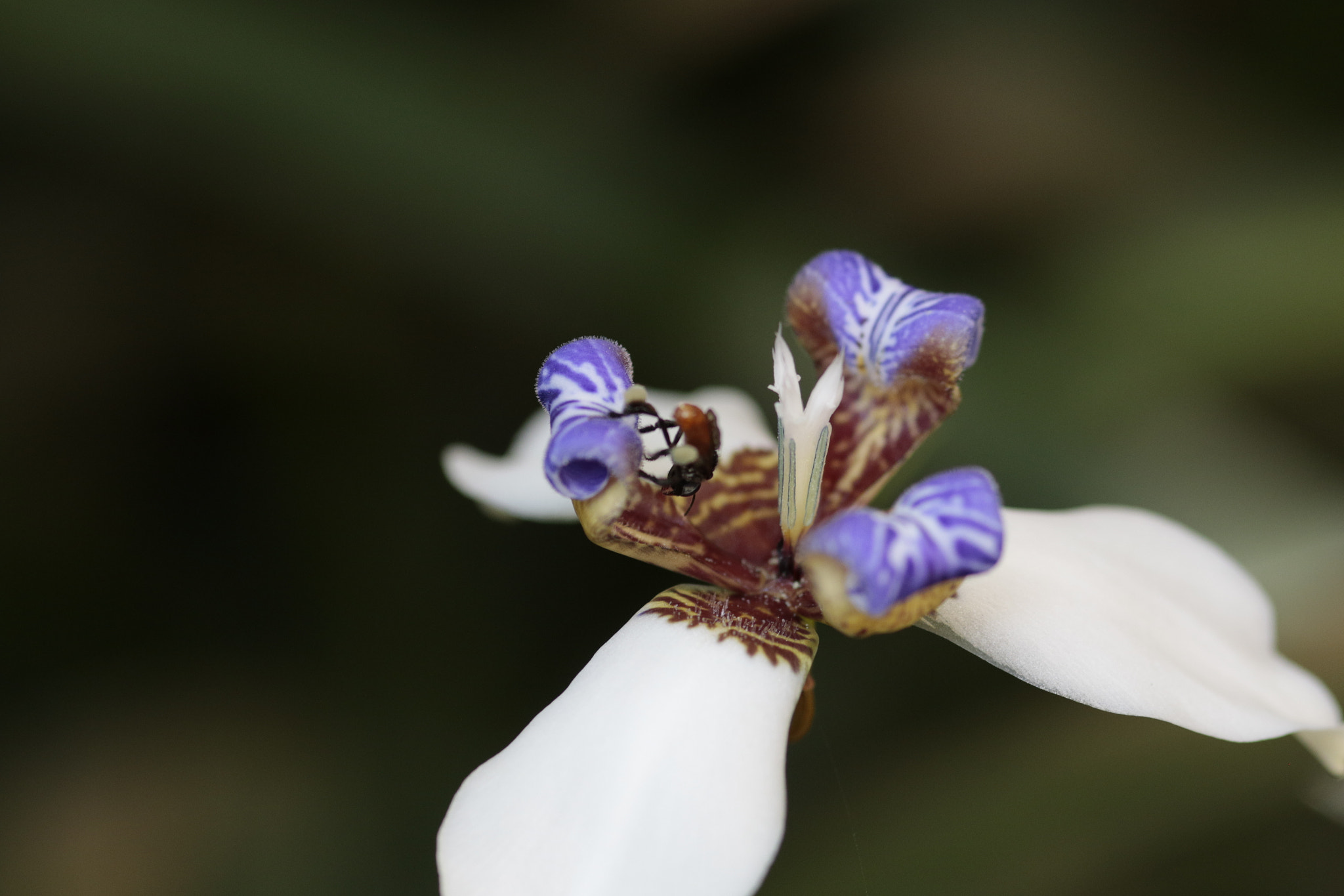 Sigma 105mm F2.8 EX DG Macro sample photo. Neomarica northiana photography
