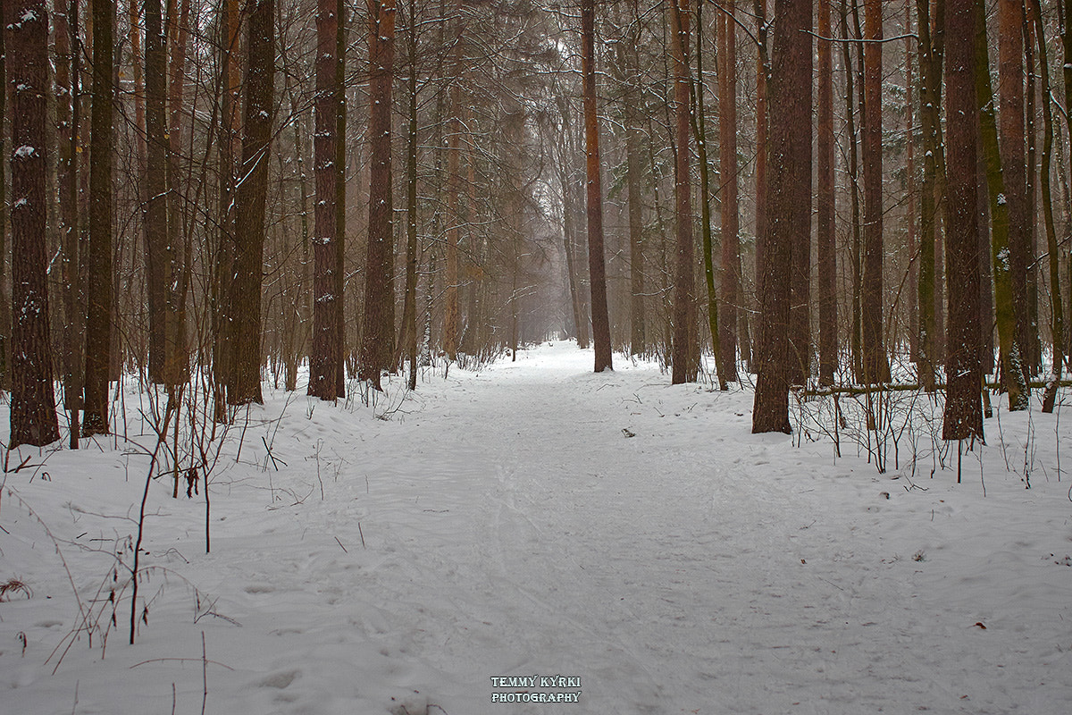 Olympus PEN E-PL5 + Sigma 30mm F2.8 DN Art sample photo. Winter forest photography