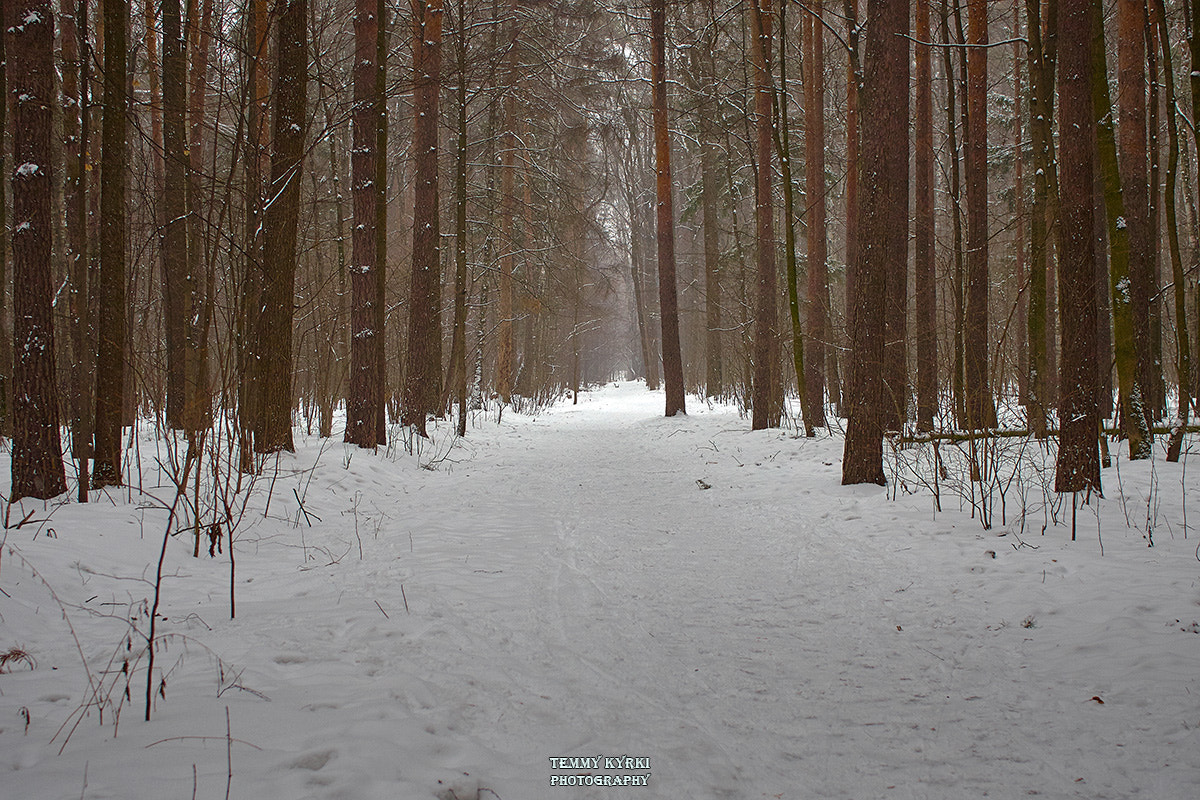 Sigma 30mm F2.8 DN Art sample photo. Winter forest photography