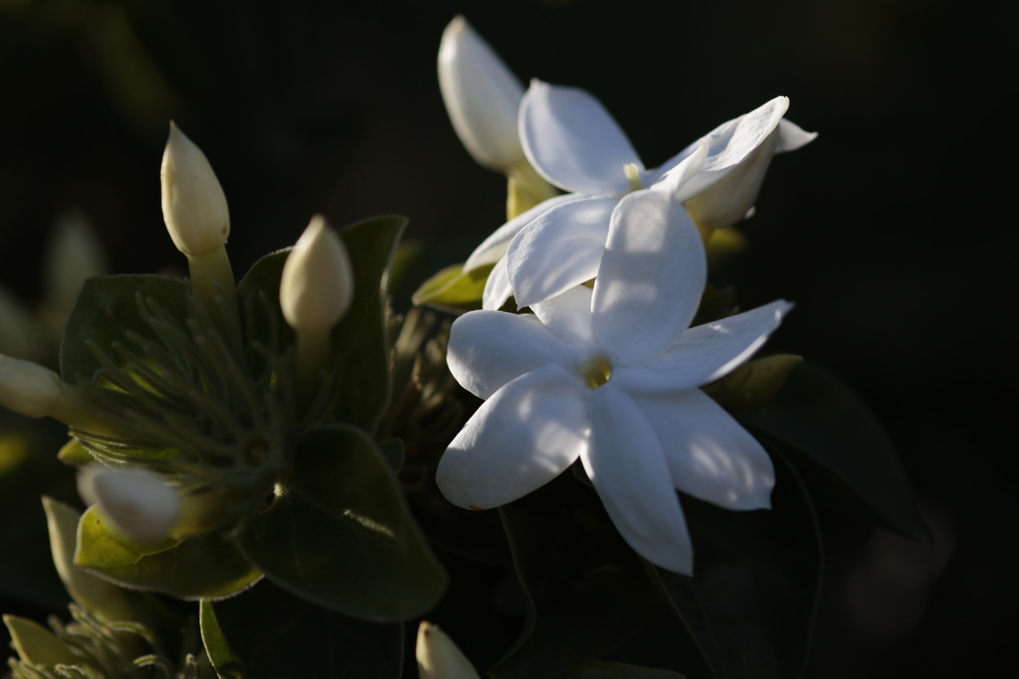 Sigma 105mm F2.8 EX DG Macro sample photo. Flower photography