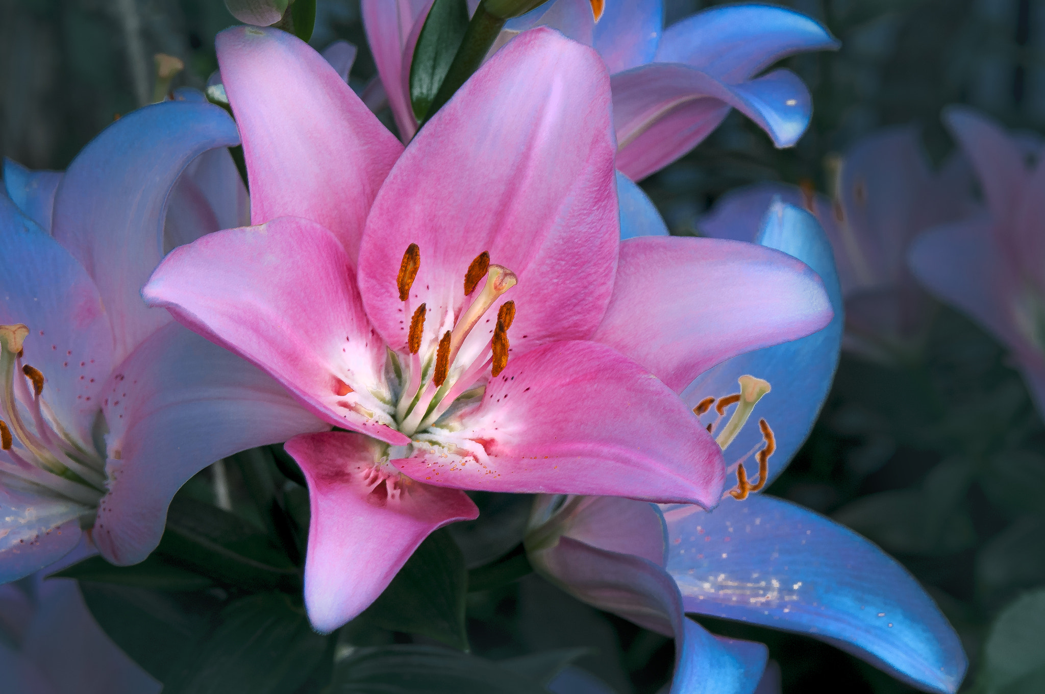 AF Micro-Nikkor 105mm f/2.8 sample photo. Лилия photography
