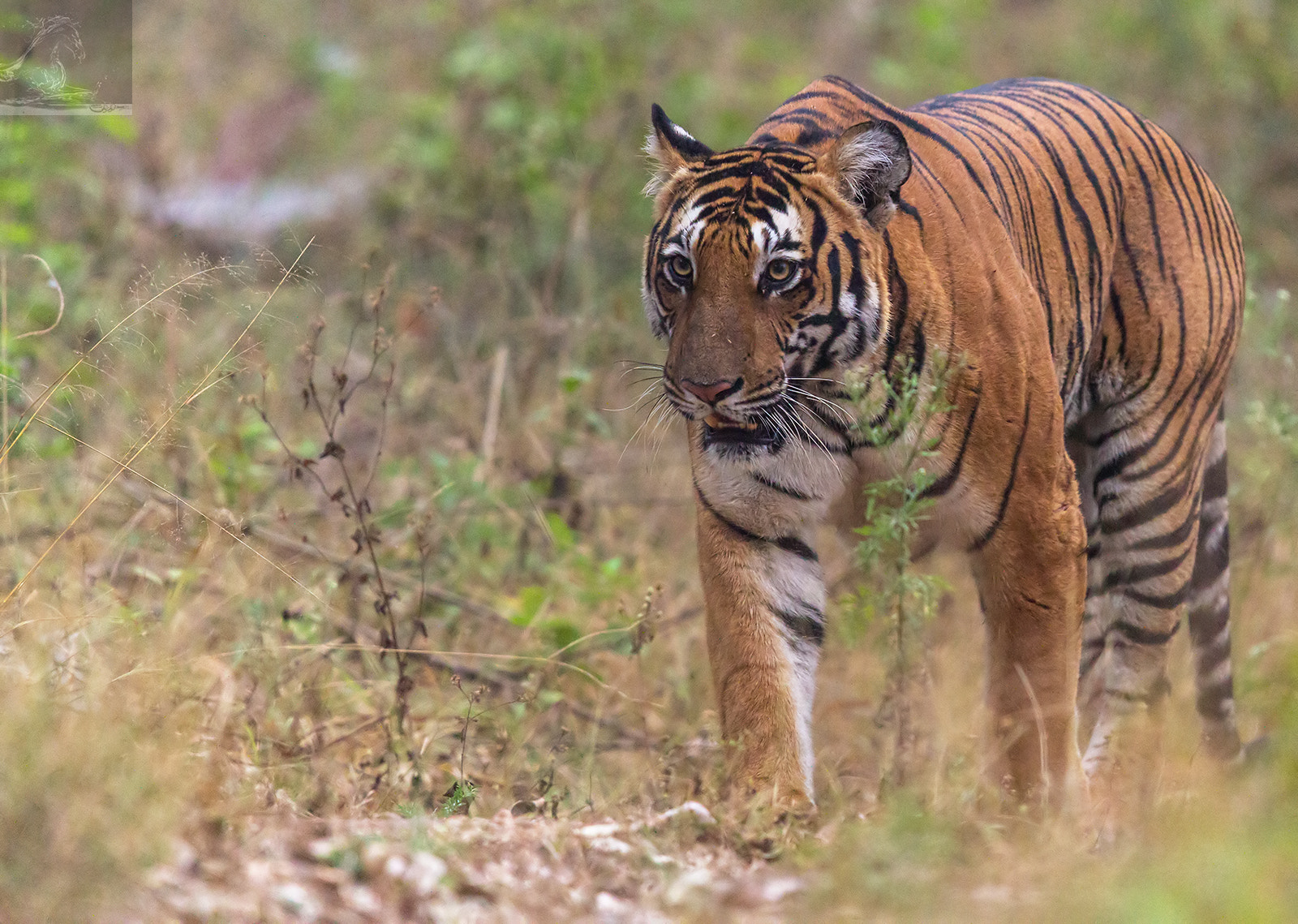 Canon EF 600mm F4L IS II USM sample photo. Kabini 27 photography