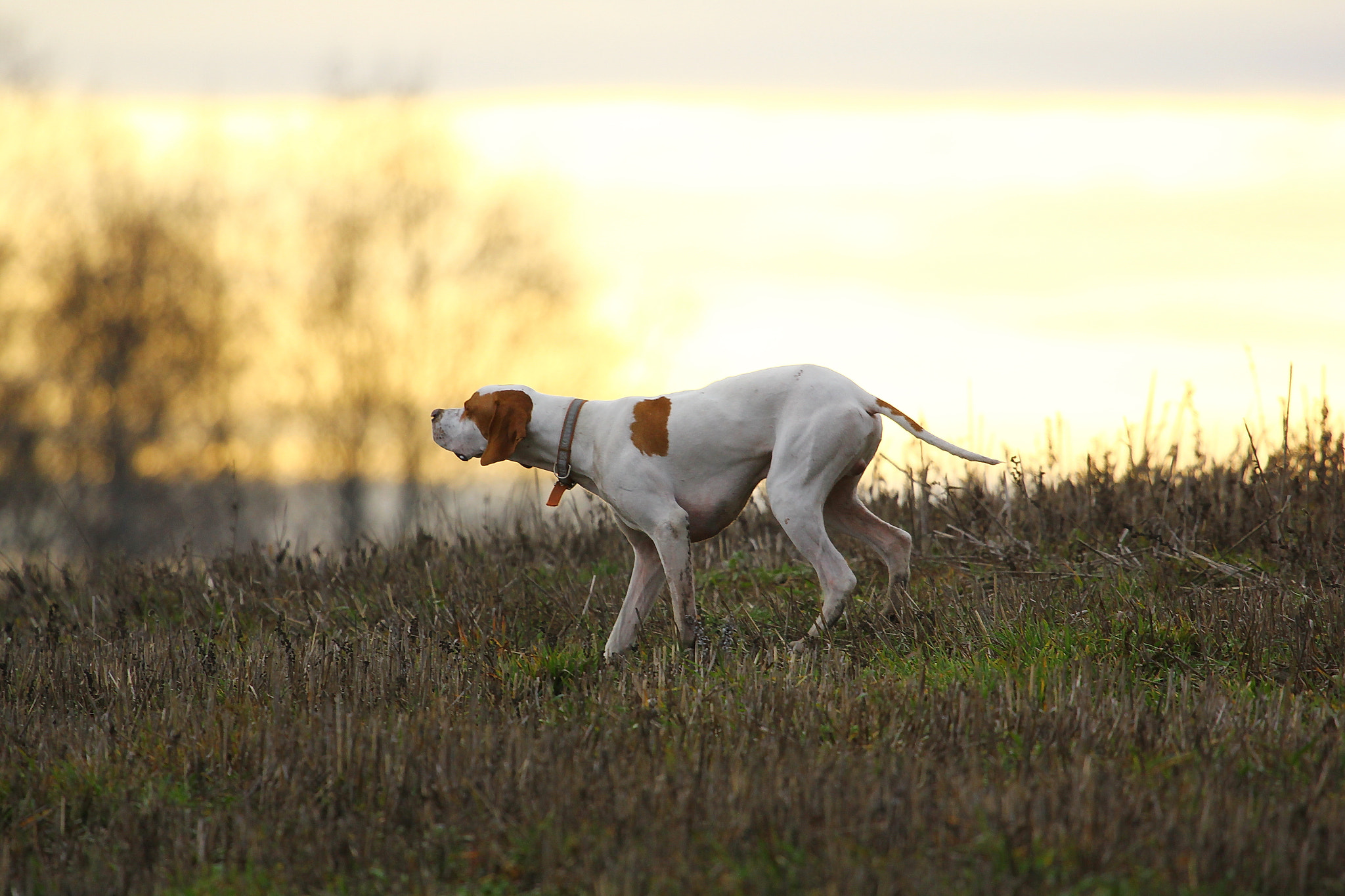 Canon EF 100-400mm F4.5-5.6L IS USM sample photo. Playful pointer photography