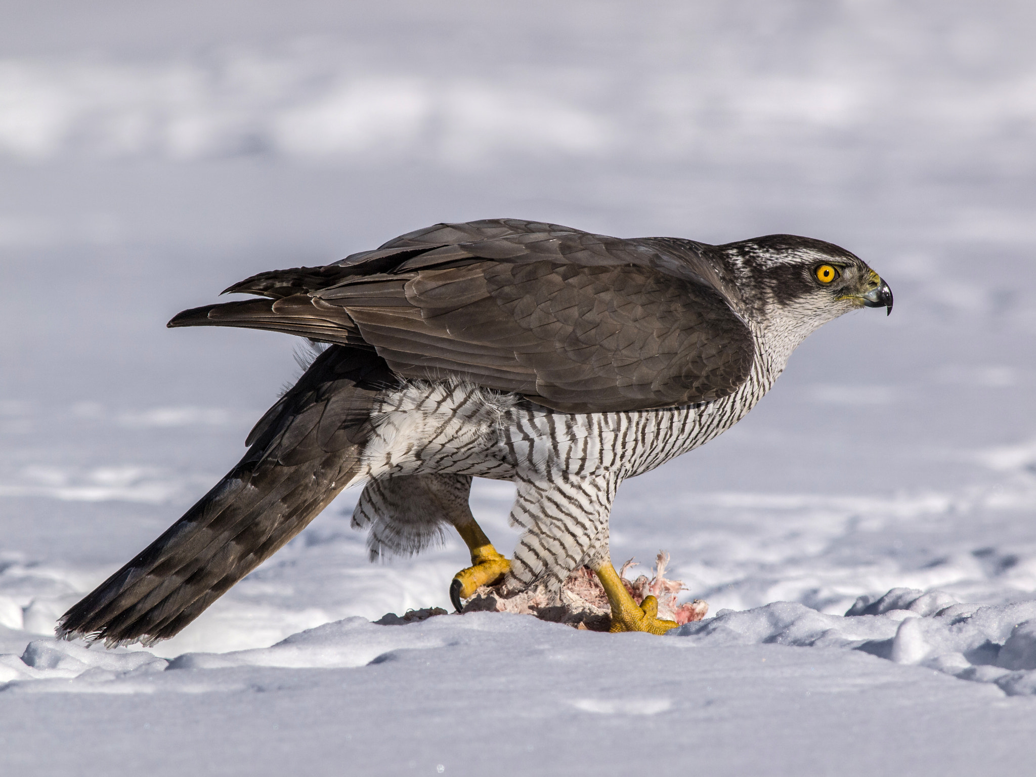 Olympus E-5 + OLYMPUS 300mm Lens sample photo. Accipiter gentilis photography