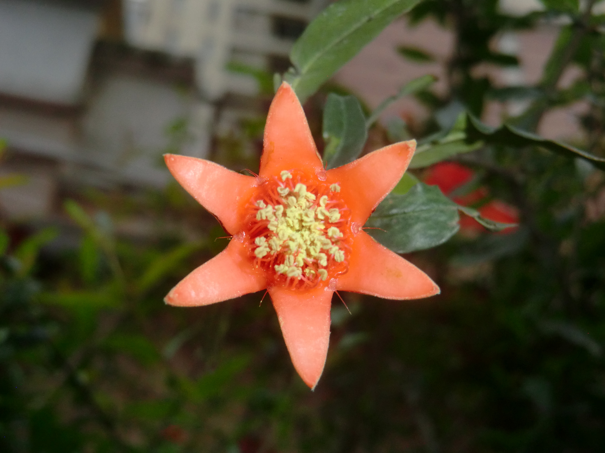 CASIO EX-H15 sample photo. Hexagram pomegranate photography