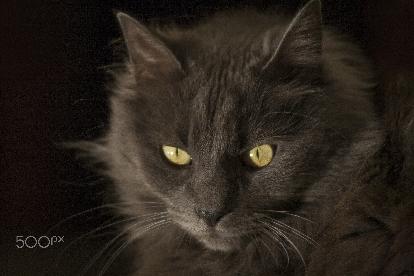 Canon EF 55-200mm F4.5-5.6 II USM sample photo. Wonderful cat photography