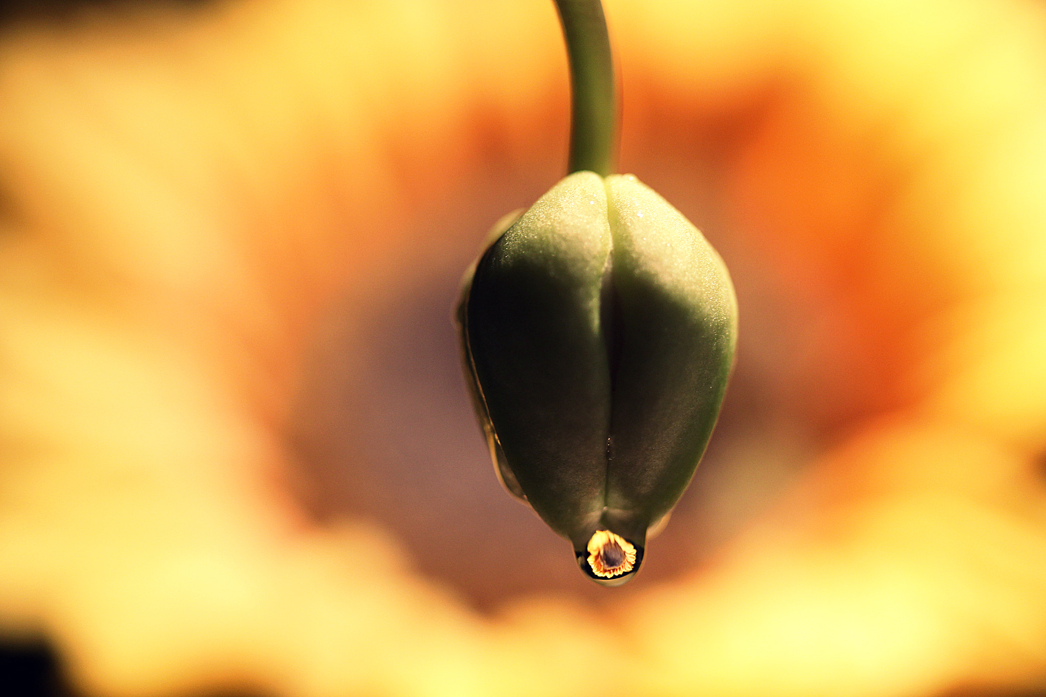 Canon EF-S 60mm F2.8 Macro USM sample photo. Happy bud photography