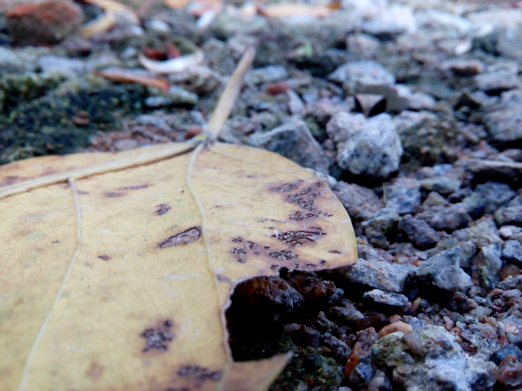 HTC DESIRE 620G DUAL SIM sample photo. #choopy#mobgraphy#summerdefire photography