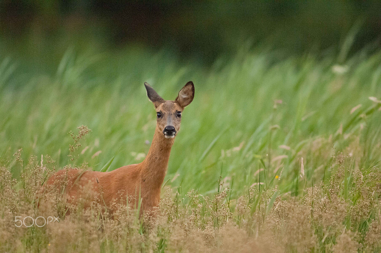 Nikon D2Xs + Nikkor 500mm f/4 P ED IF sample photo. Spotted !! photography