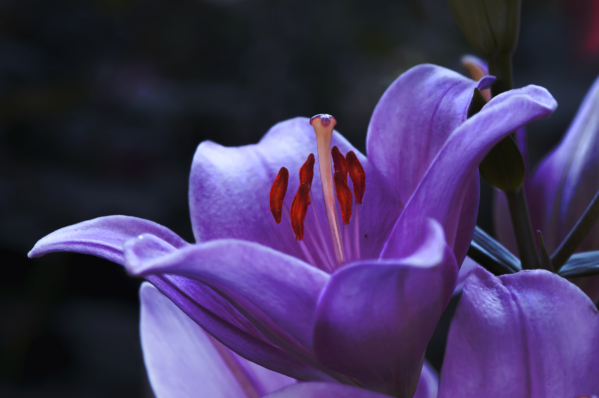 Nikon D300 + AF Micro-Nikkor 105mm f/2.8 sample photo. Лилия photography
