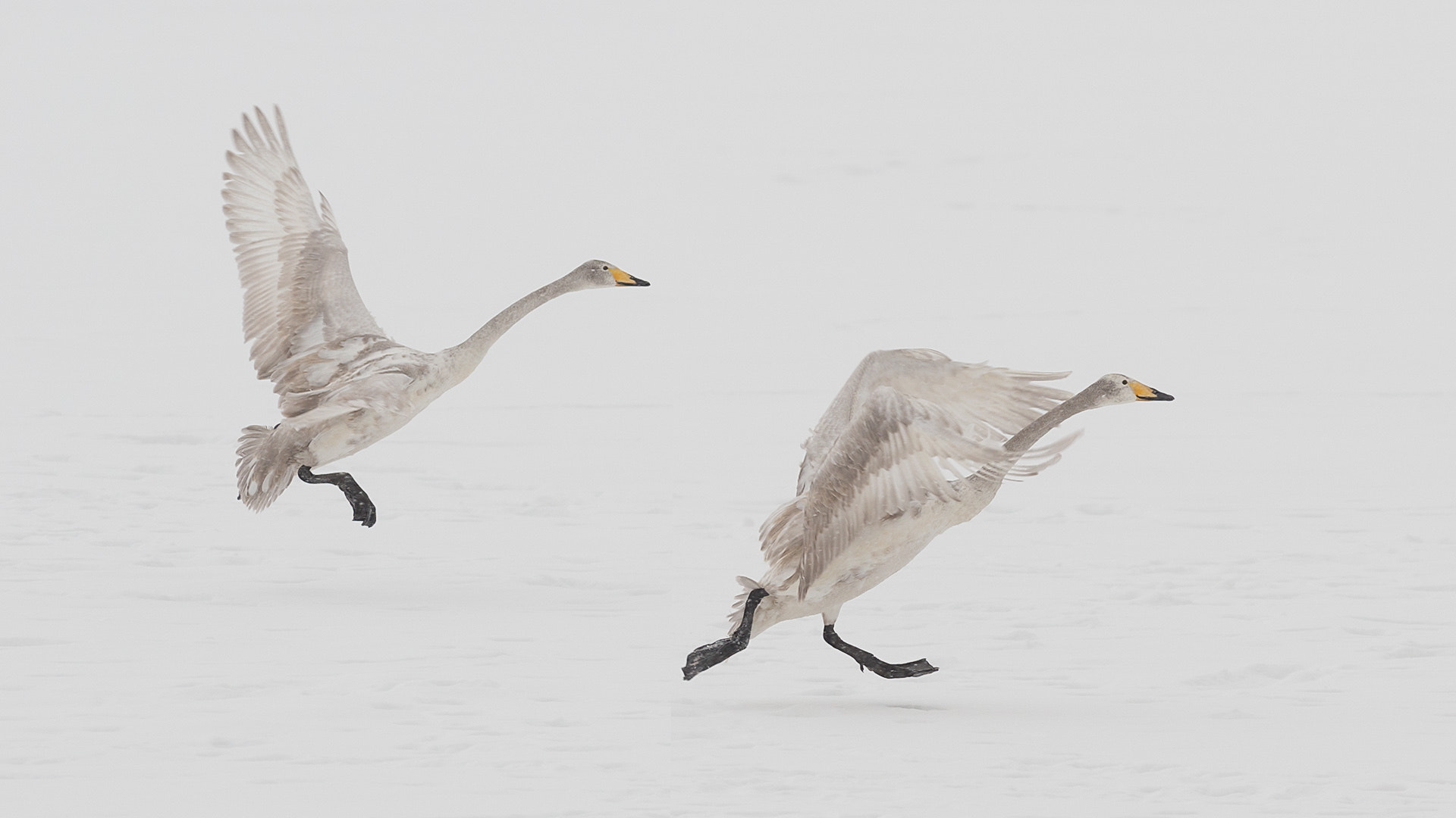 Nikon AF-S Nikkor 300mm F2.8G ED VR II sample photo. Juvenile whopper swans, japan photography
