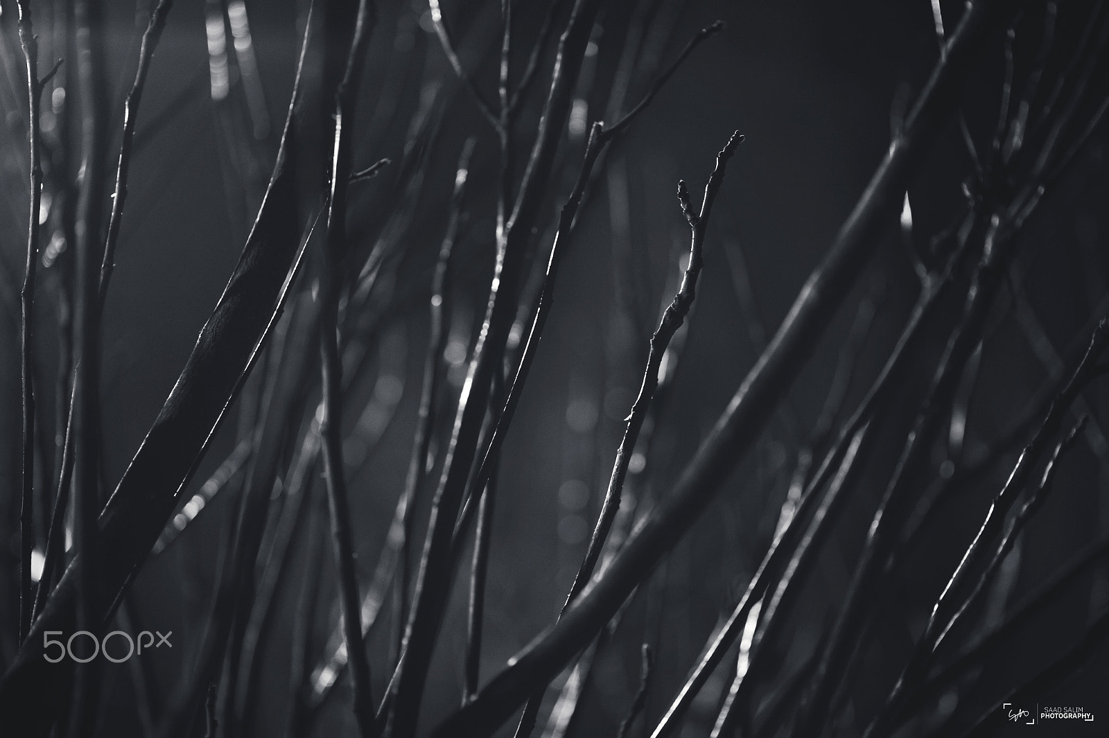 Nikon D4S + Nikon AF-S Nikkor 85mm F1.8G sample photo. Shining in the dark photography