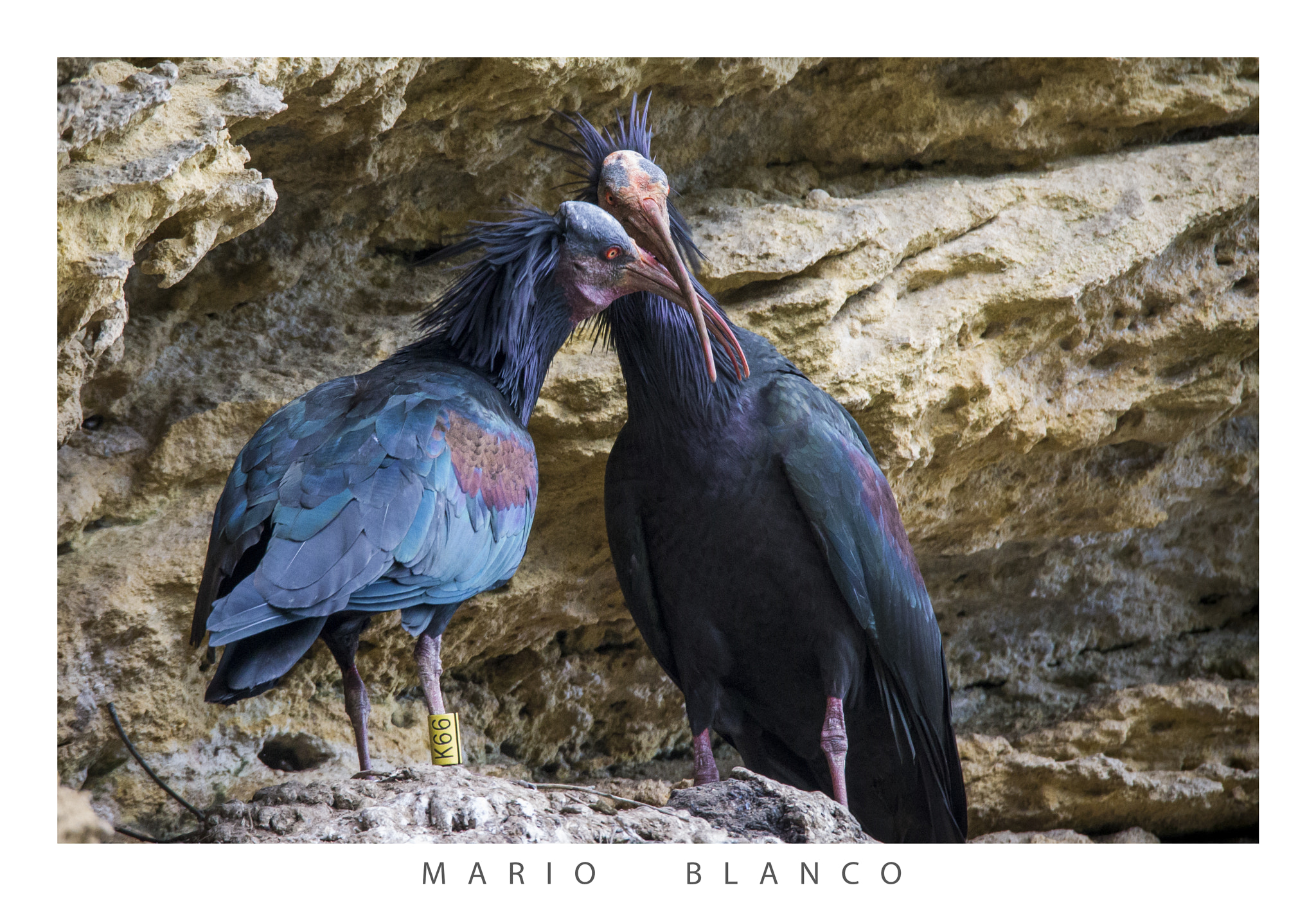 Tamron SP 150-600mm F5-6.3 Di VC USD sample photo. Northern bald ibis (geronticus eremita) photography