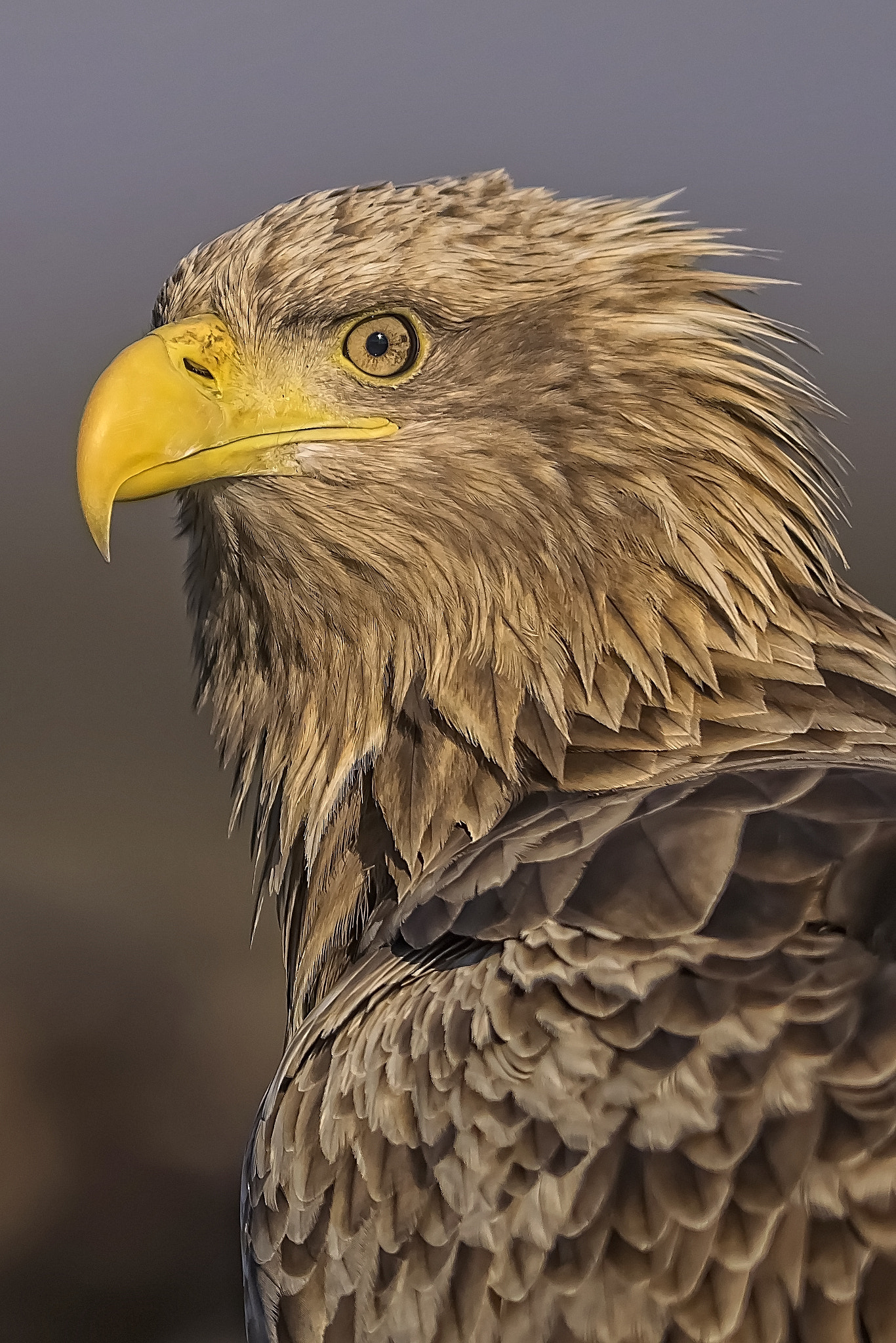 Olympus OM-D E-M1 + OLYMPUS 300mm Lens sample photo. Eagle portrait photography