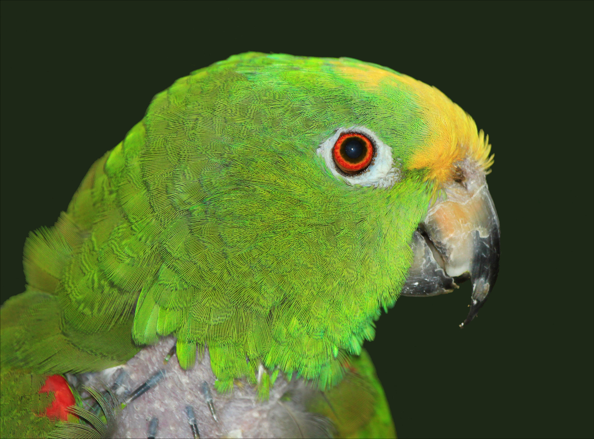 Canon EF 100-400mm F4.5-5.6L IS USM sample photo. Verde photography