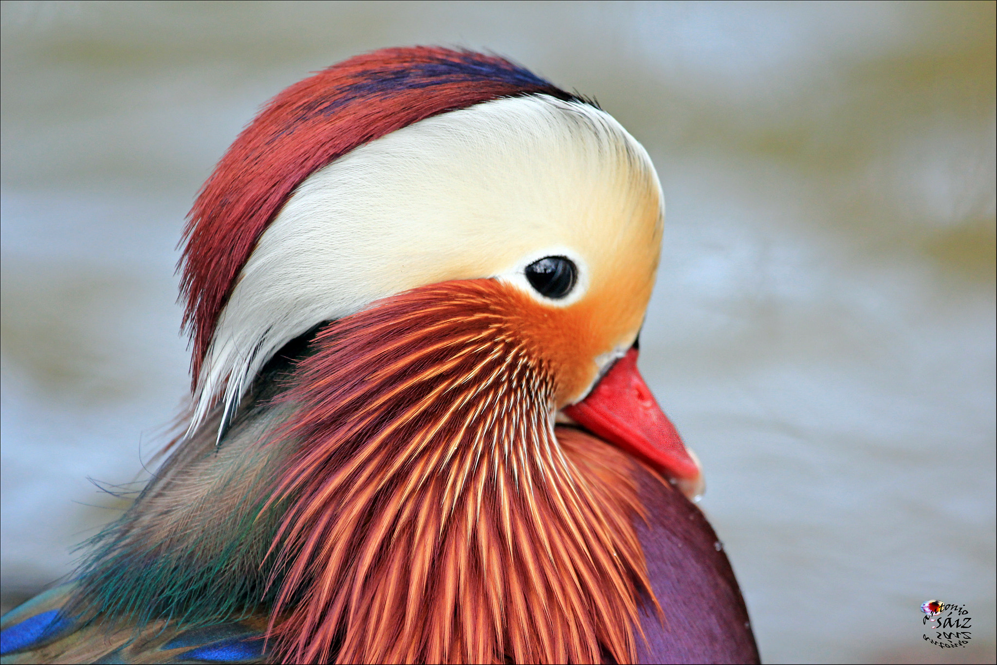 Canon EF 100-400mm F4.5-5.6L IS USM sample photo. Pato photography