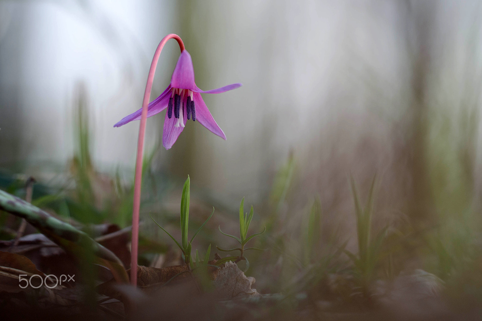 Sigma 150mm F2.8 EX DG Macro HSM sample photo. The pink beauty 2 photography