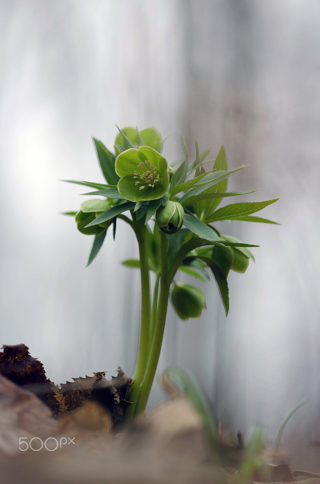 Sigma 150mm F2.8 EX DG Macro HSM sample photo. Helleborus dumetorum photography
