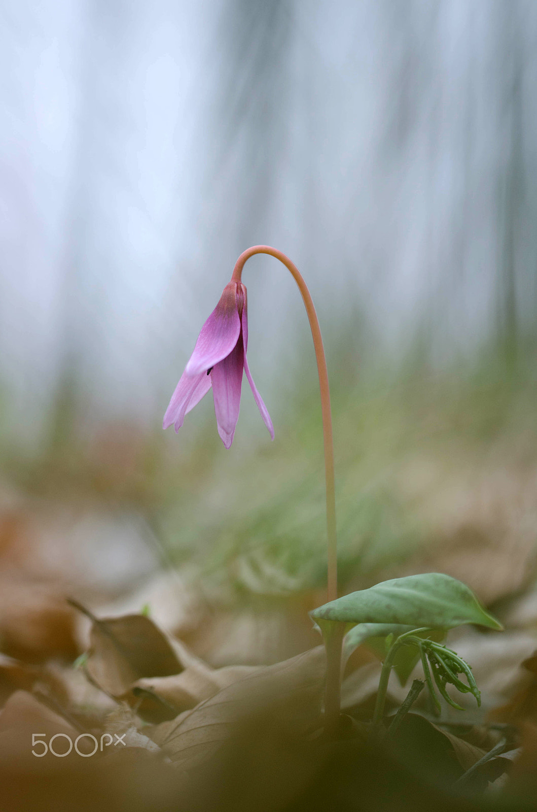 Sigma 150mm F2.8 EX DG Macro HSM sample photo. The pink beauty photography