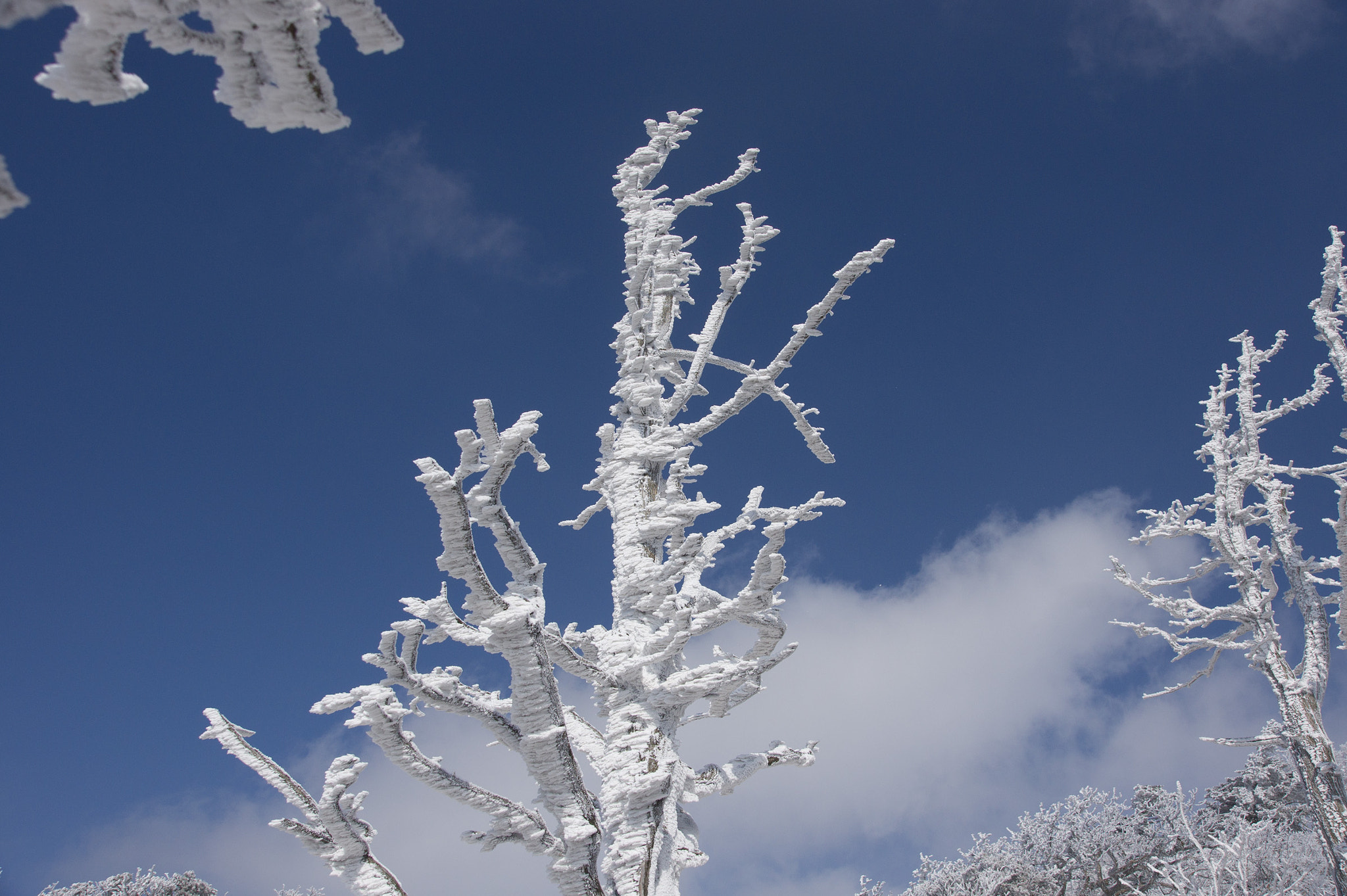 Sony Alpha DSLR-A550 sample photo. Snow and tree photography