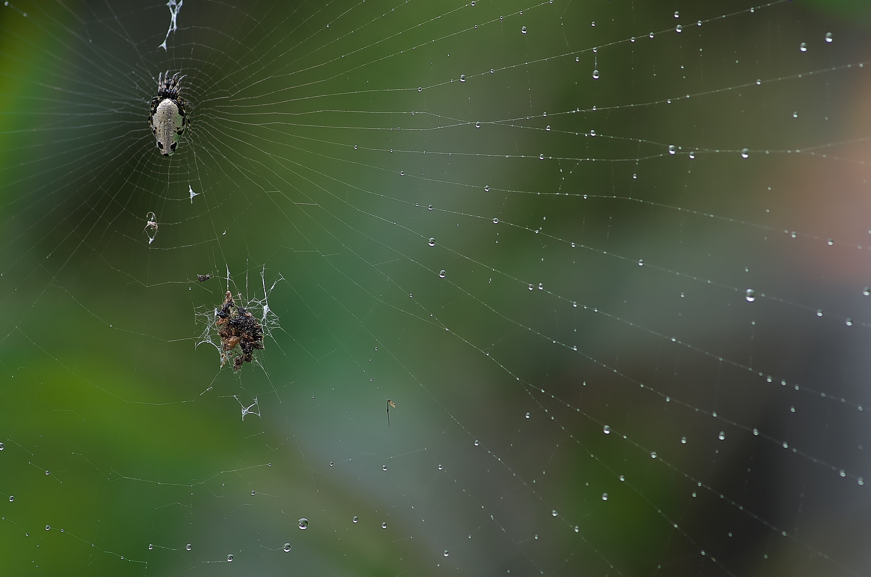 Pentax K-50 + Pentax smc D-FA 100mm F2.8 Macro WR sample photo. Spider on a rainy day. photography