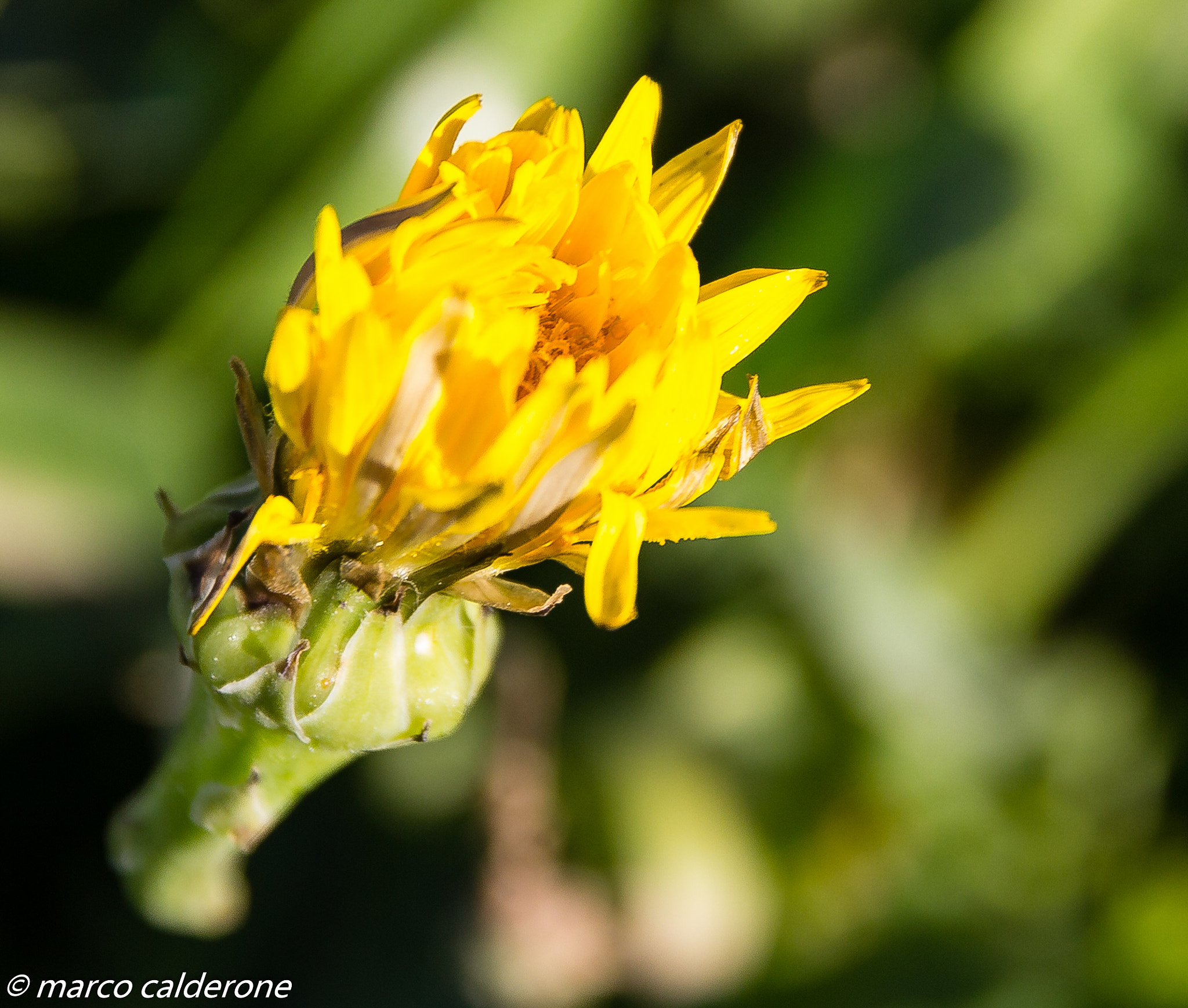 Canon EOS 600D (Rebel EOS T3i / EOS Kiss X5) + Canon EF 500mm F4L IS USM sample photo. Flower photography