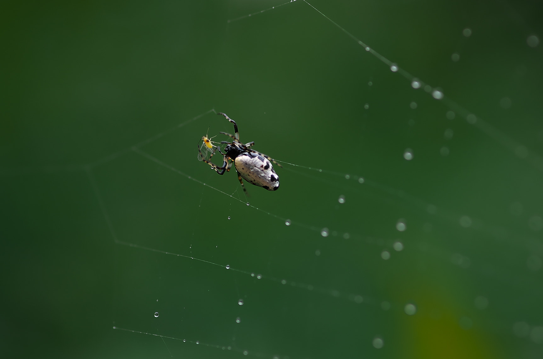 Pentax K-50 + Pentax smc D-FA 100mm F2.8 Macro WR sample photo. Hunter photography