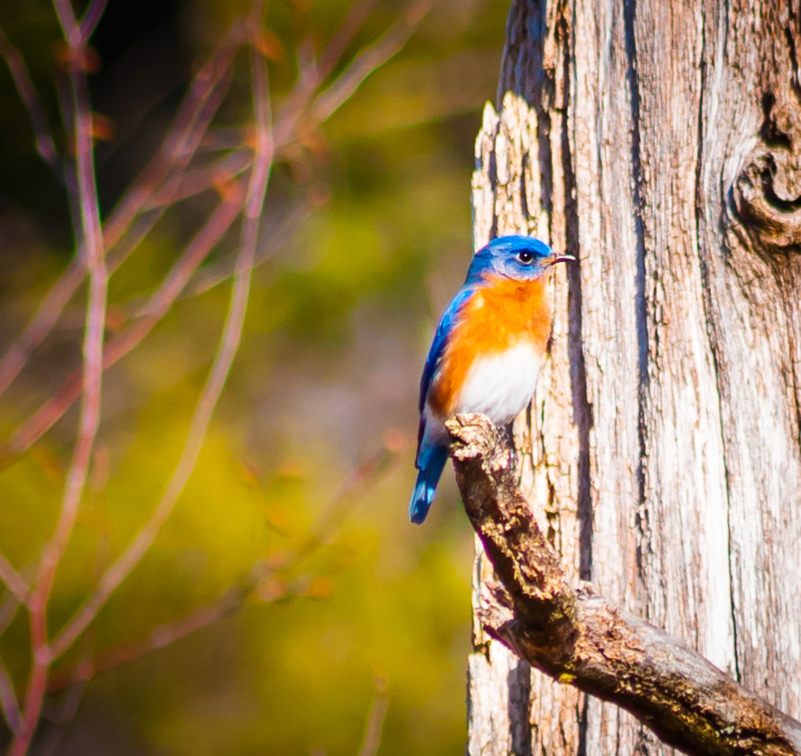 Sigma 70-300mm F4-5.6 APO DG Macro sample photo. Eastern bluebird photography