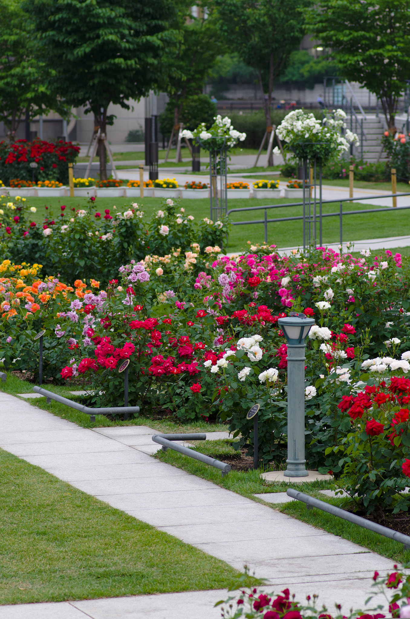 Pentax smc D-FA 100mm F2.8 Macro WR sample photo. Rose garden photography