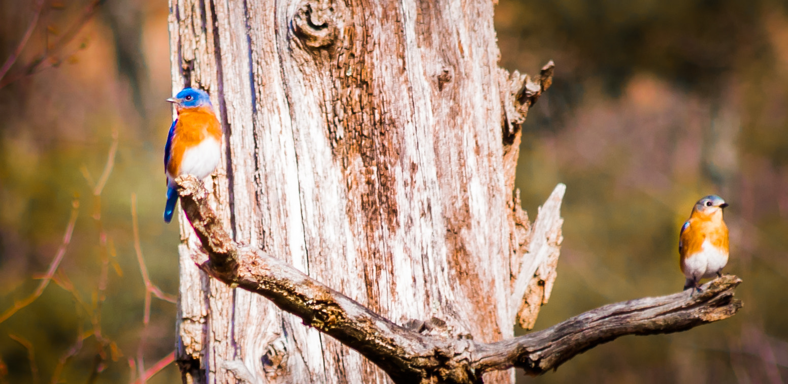 Sigma 70-300mm F4-5.6 APO DG Macro sample photo. Eastern bluebird photography