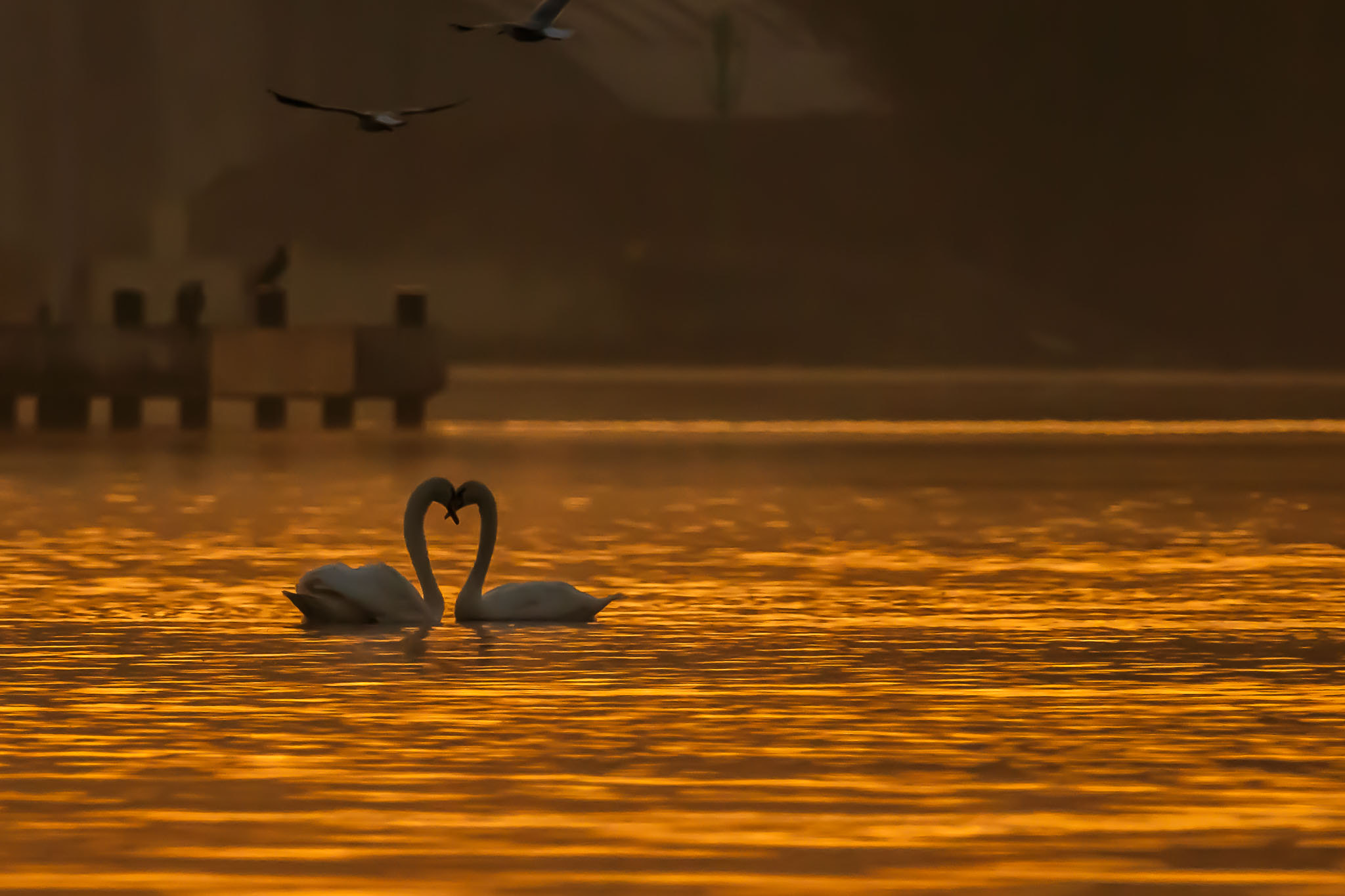 Canon EF 70-200mm F2.8L IS II USM sample photo. White swan in love photography