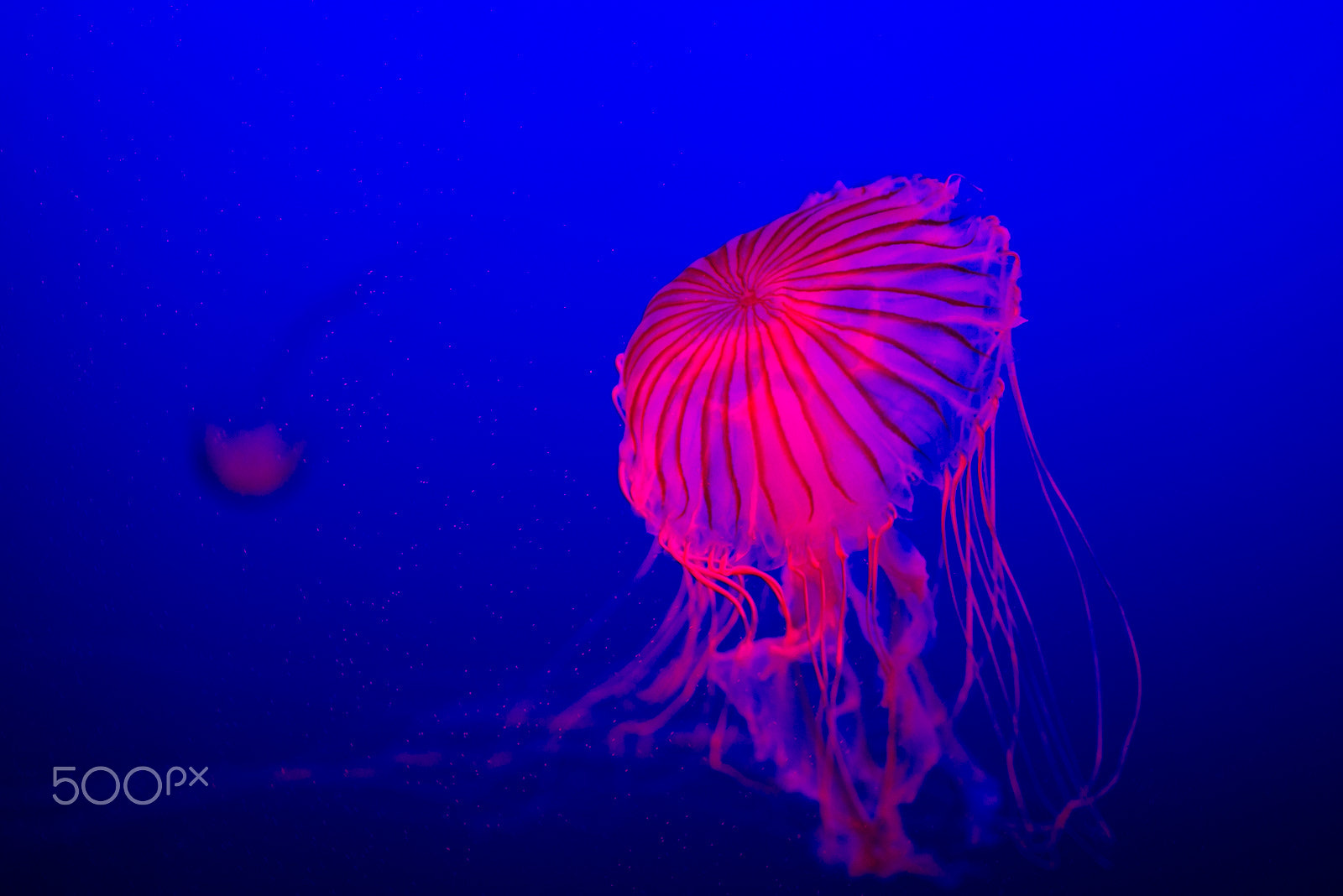 Nikon PC-E Nikkor 45mm F2.8D ED Tilt-Shift sample photo. Jellyfish photography