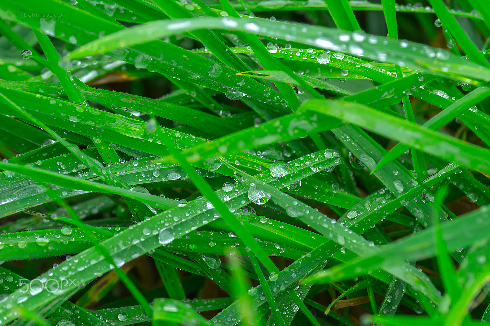 Sony 70-300mm F4.5-5.6 G SSM sample photo. Fresh green photography